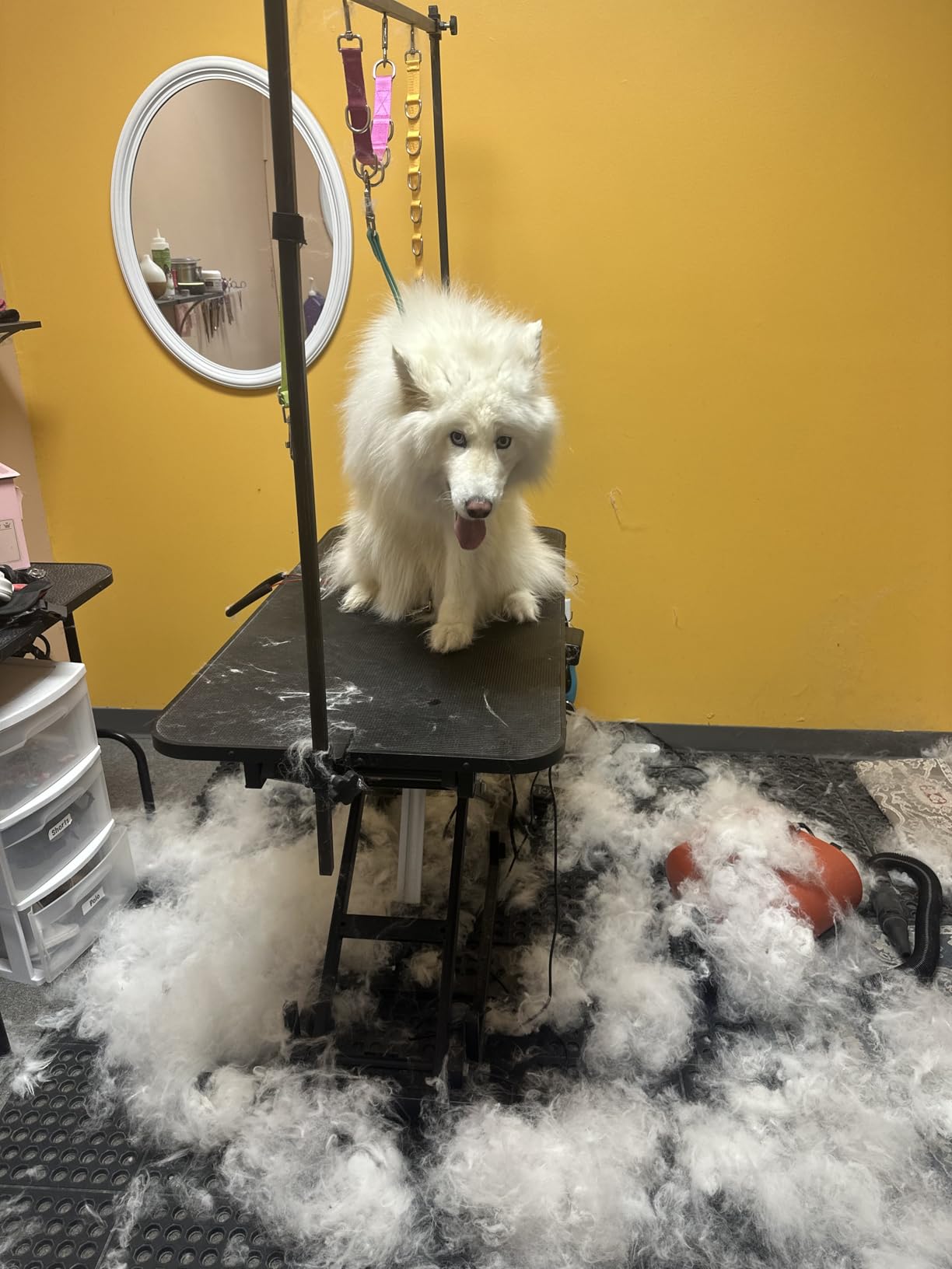 shernbao High Velocity Professional Dog Pet Grooming Hair Drying Force Dryer Blower 6.0HP (DHD-2400F) customer photo 2