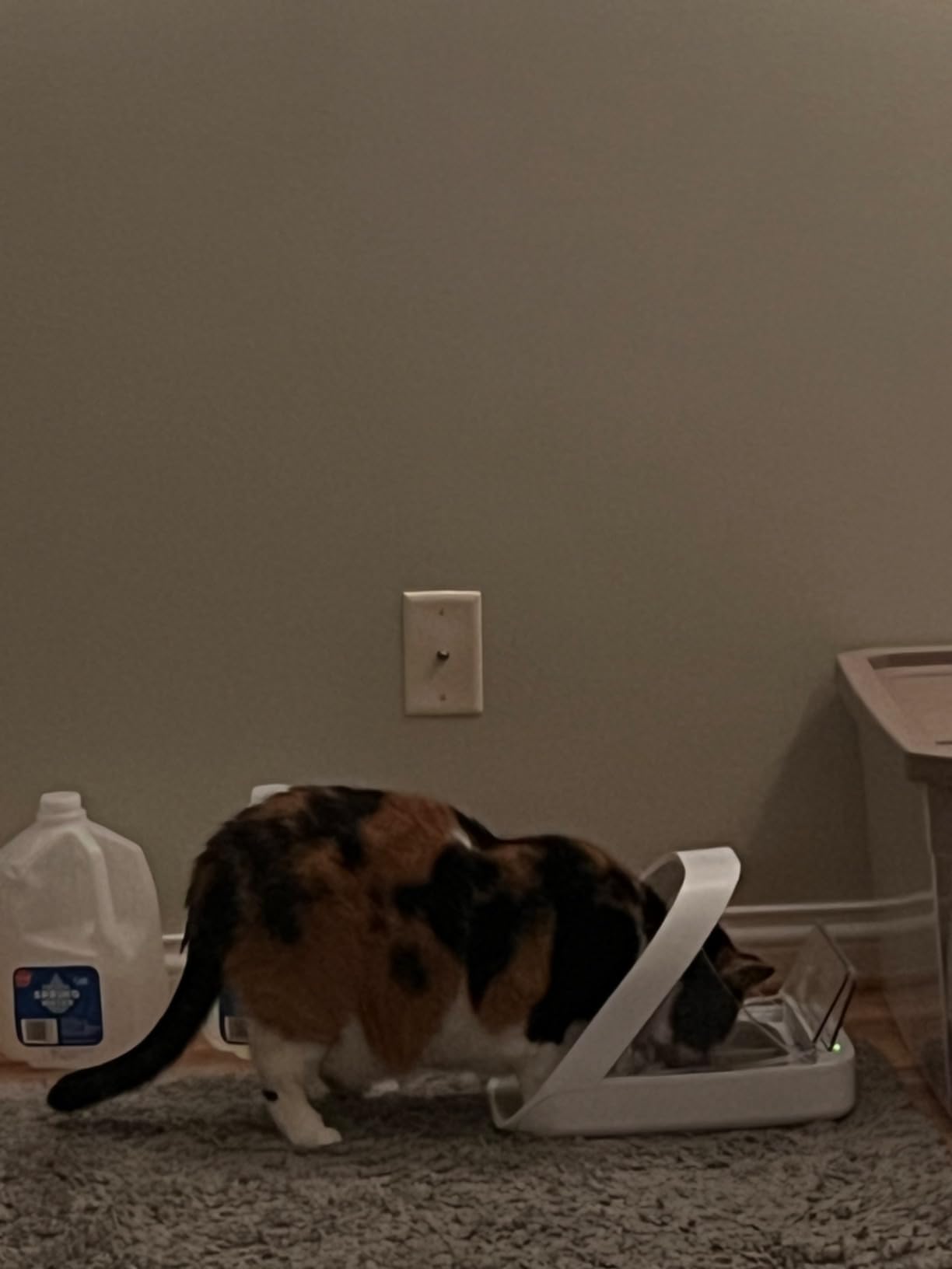 SureFeed Microchip Pet Feeder Connect - Requires Hub (Sold Separately) customer photo 1