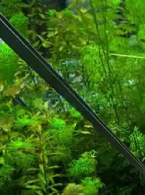 15 inch Black Curved Aquarium Tweezers Stainless Steel Curved Tweezer with Carbonation Protection Coating Against Rust Long Reptiles Feeding Tongs for Aquatic Plants Lizards Spider Snakes customer photo 2