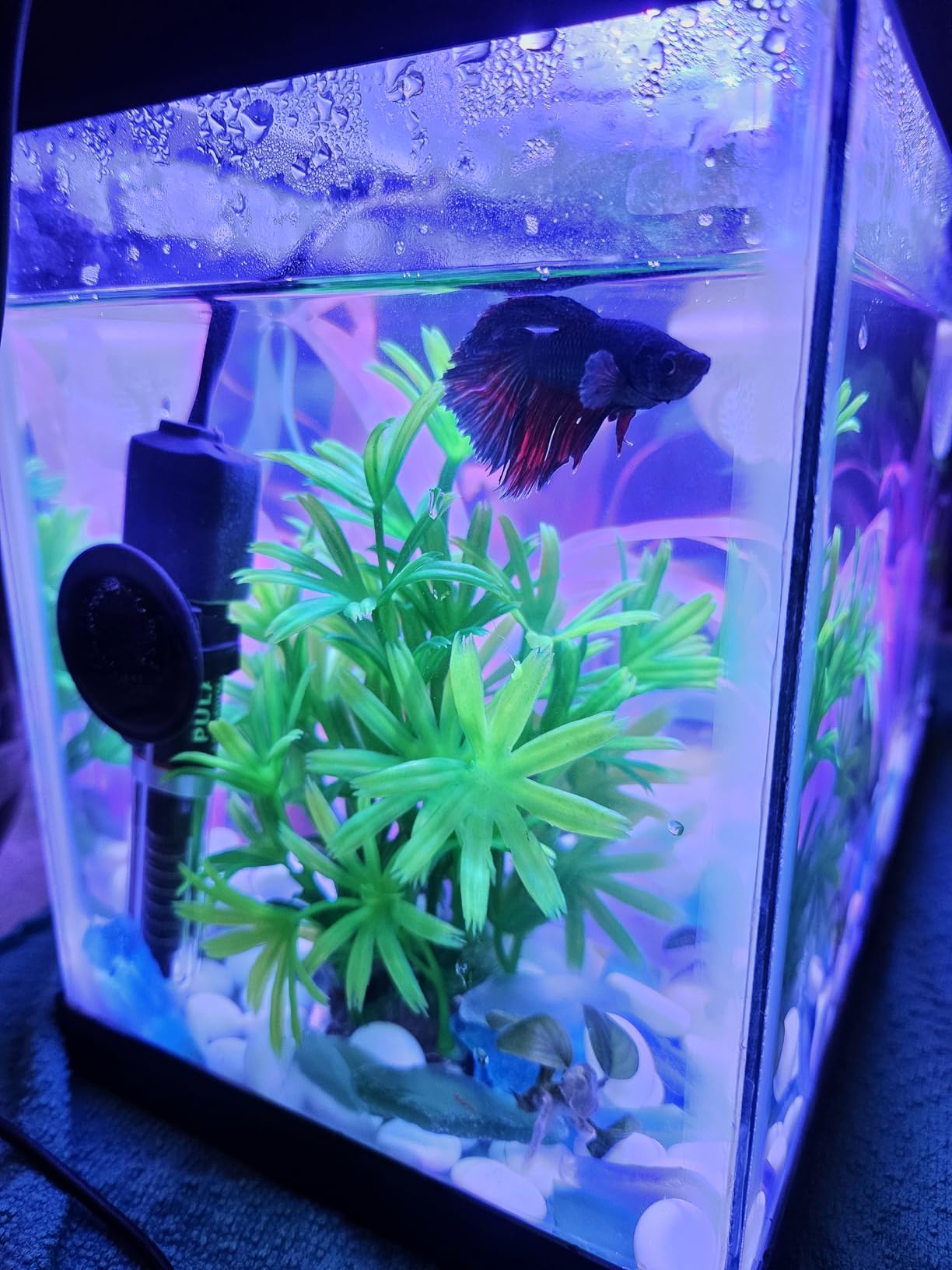 PULACO 25Watt Mini Aquarium Submersible Betta Heater with Free Thermometer Strip for 1-6 Gallon Fish Tanks (Preset Temperature 78℉) customer photo 1