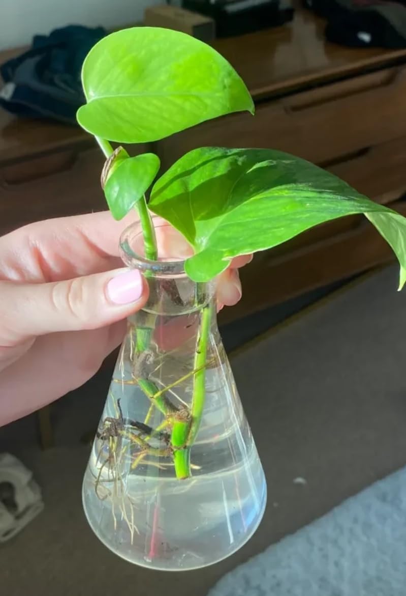 6pcs of Narrow Mouth Glass Erlenmeyer Flasks, Vol.150ml, 3.3 Borocilicate with Printed Graduation, LVC002 customer photo 2