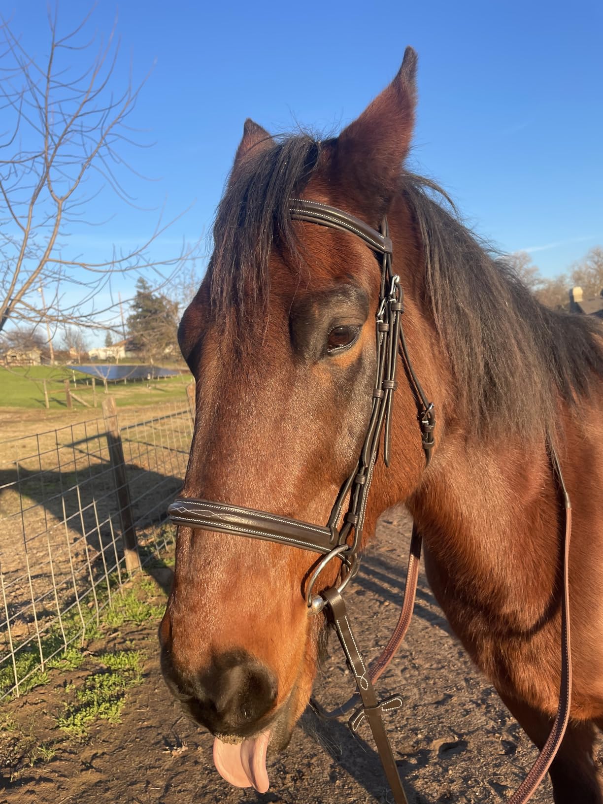 Exion English Hunter Bridle with Designer Stitched Browband & Hunter Noseband - Anatomical Mono Crownpiece, Padded Noseband, Rubber Reins - Horse, Cob, Pony, Oversize - Black, Havana, Oak Brown customer photo 2