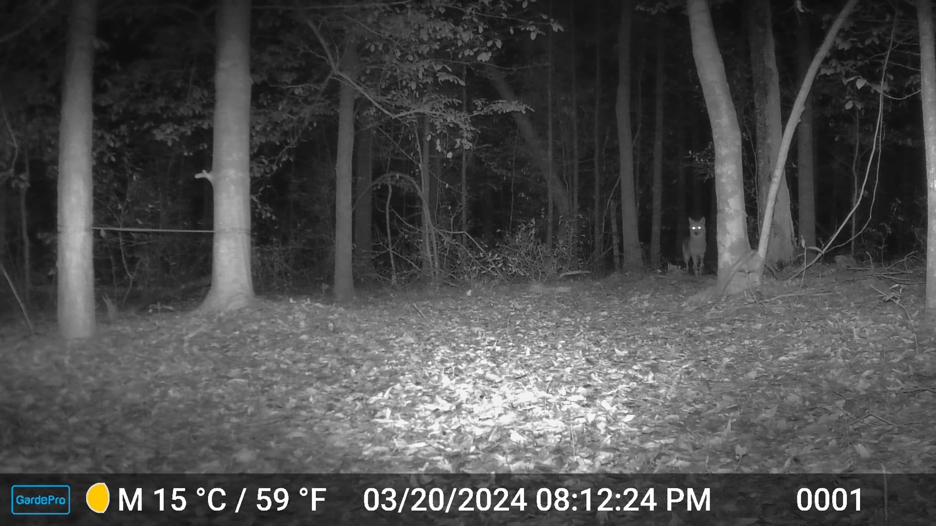 GardePro A3S Trail Camera (Non-Cellular, Non-WiFi), 64MP Photo & 1296P HD Video, 0.1s Trigger, 100ft No-Glow Night Vision, Motion Activated Wildlife Camera customer photo 1