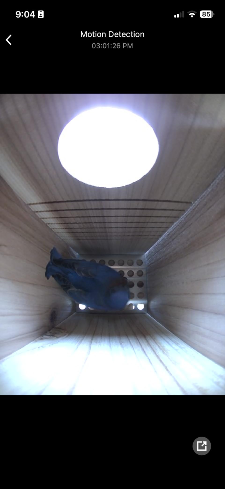 WHITEHORSE Bluebird House - Weatherproof Bird House for Outdoors - Cedar Birdhouse Built to NABS Specs - Nest Box for Bluebirds, Chickadees, Titmice, Wrens, Nuthatches and More (15 inch Floor) customer photo 1