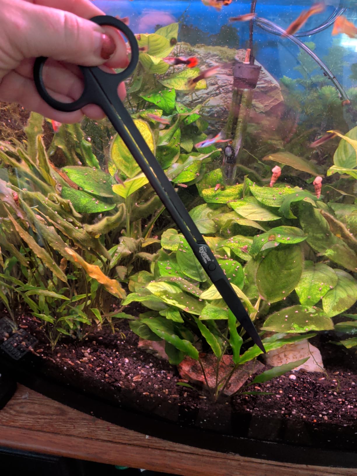 hygger Long Stainless Steel Premium Aquarium Tools, 4 PCS Aquatic Plant Tweezers Scissors Spatula Kits Comes with 1 Cleaning Cloth customer photo 1