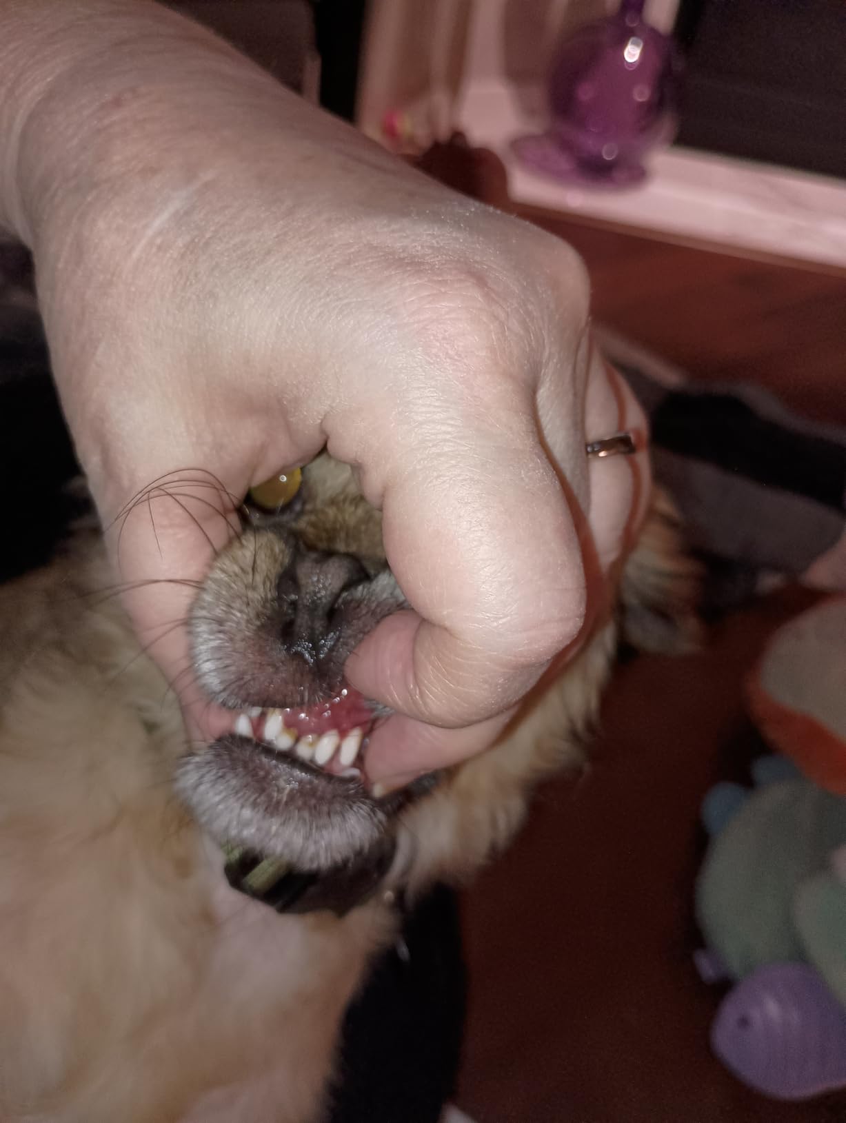 Oxyfresh Premium Pet Dental Care Solution Pet Water Additive: Best Way to Eliminate Bad Dog Breath and Cat Bad Breath - Fights Tartar & Plaque - So Easy, Just Add to Water! Vet Recommended 16 oz. customer photo 2