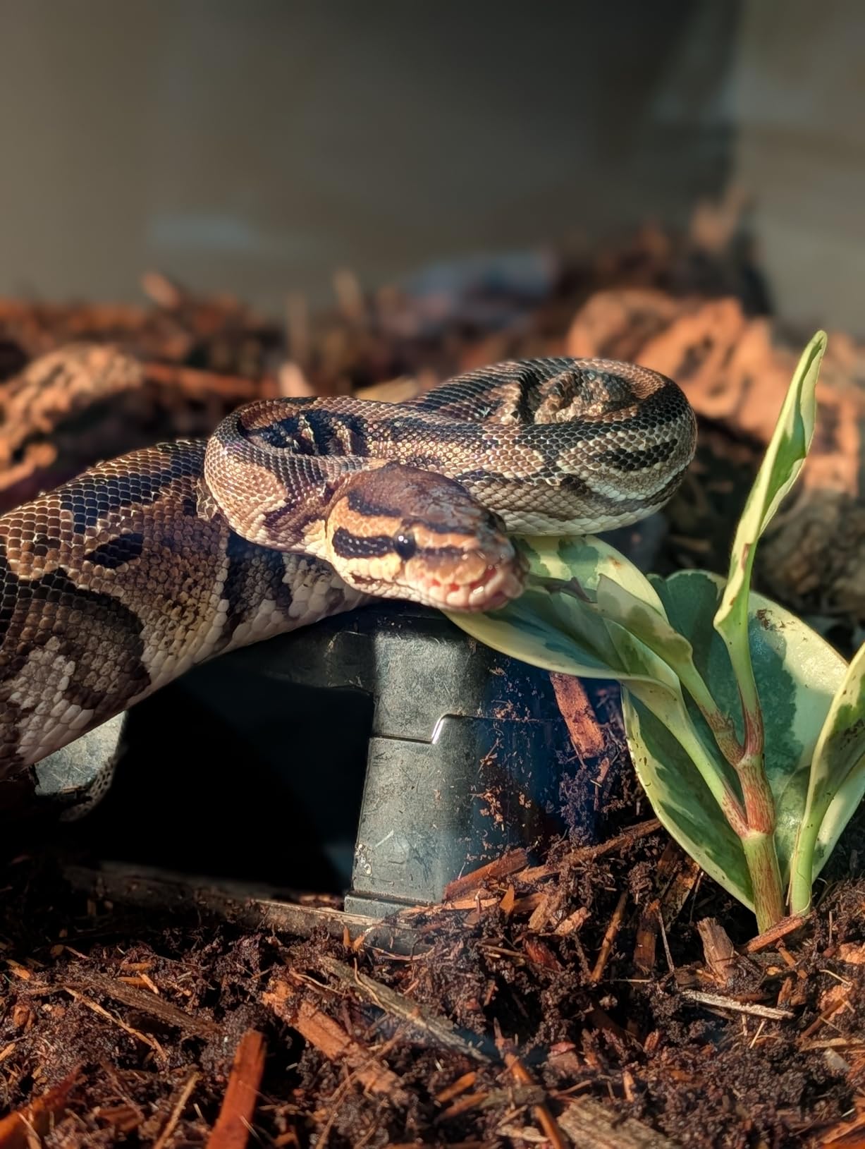 New Age Pet ECOFLEX 48