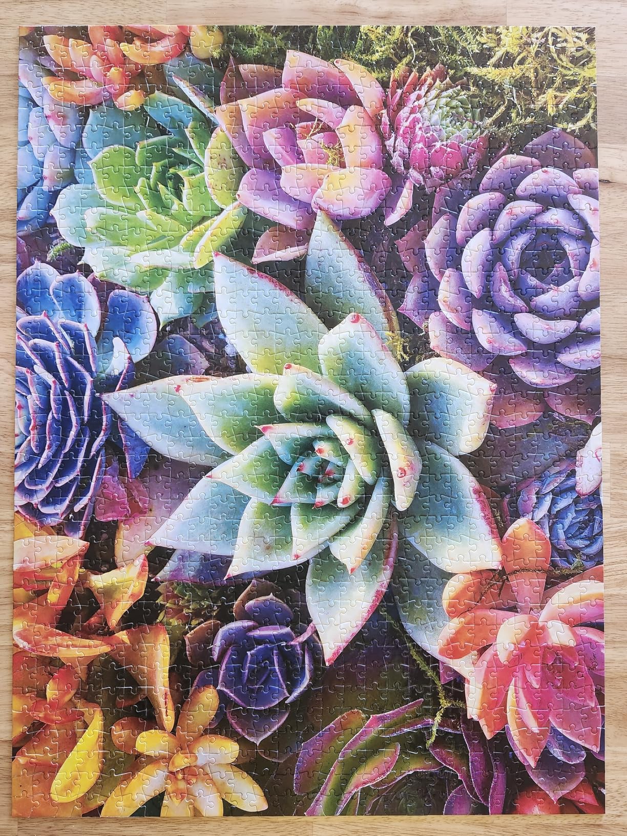 Simple Succulent - James Mertke - 1000 Piece Jigsaw Puzzle for Adults - Challenging Puzzle for Game Nights - Vibrant Plant Artwork - Finished Size 26.75 x 19.75 - Made in the USA customer photo 2