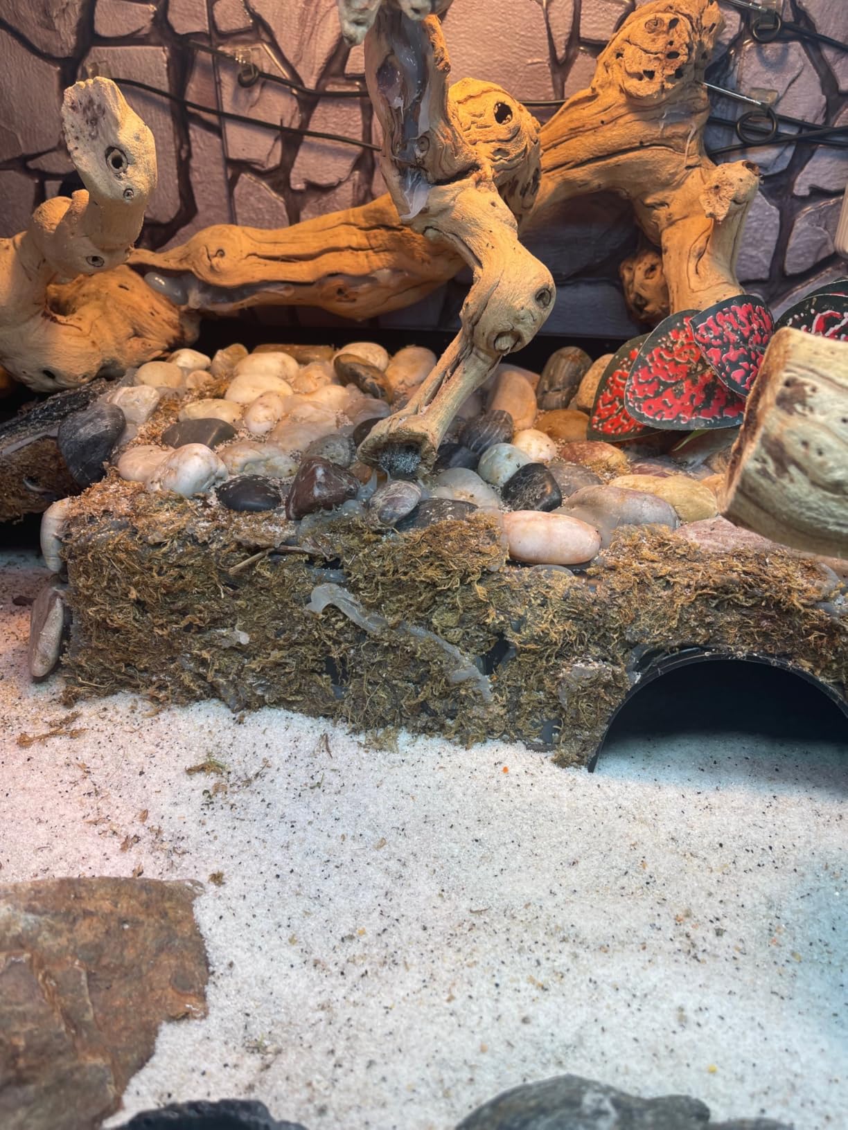 LEOTERRA Snake Hide Reptile Hide for Snake Lizard Gecko and Baby Ball Python Use10.23