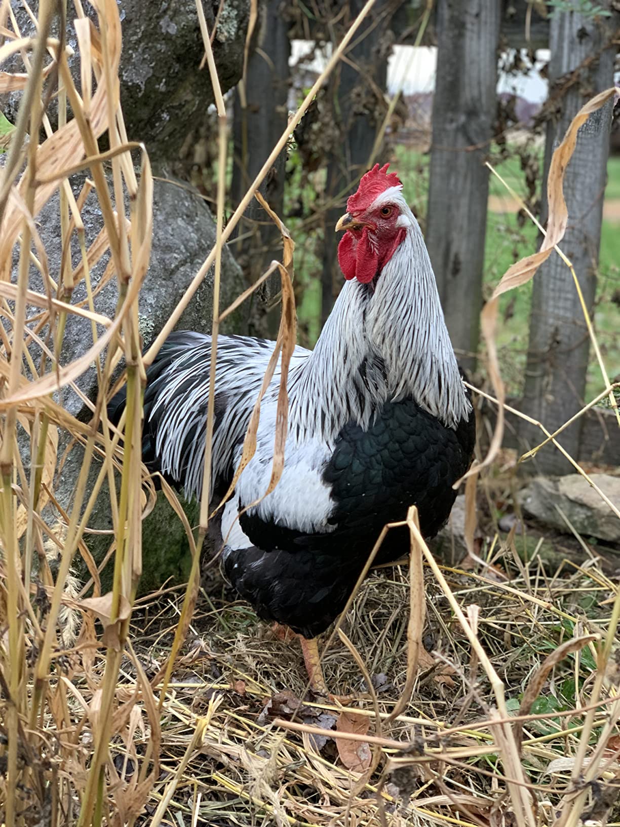 Run-Chicken Door T50 - Automatic Chicken Coop Door Opener, Battery Powered & Weatherproof Aluminum, Smart App & Timer Control, Predator Proof, Easy Install, Reliable All-Season Performance (Red) customer photo 2