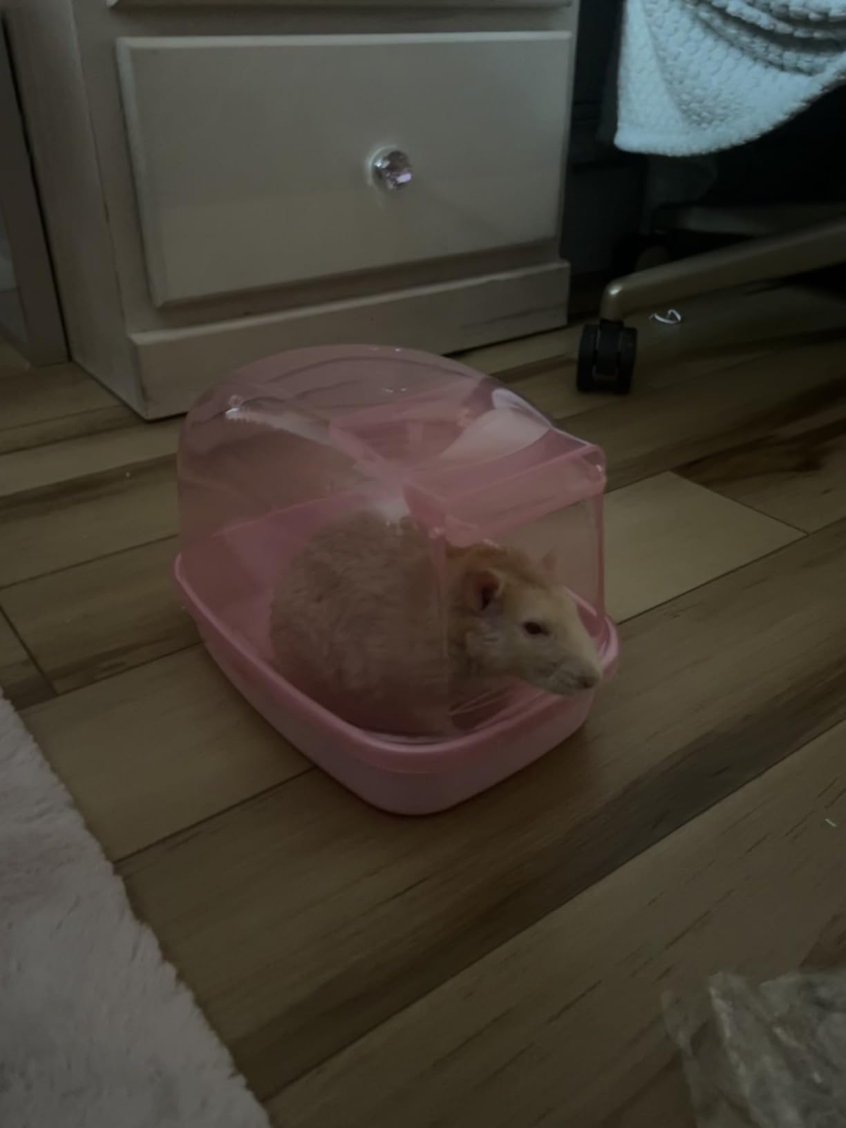 kathson Hamster Sand Bath Container Dwarf Hamster Dry Bathroom Chinchilla Sauna Toilet Plastic Sand Bathtub Sand Box Ideal for Guinea Pig Gerbil Hedgehog Squirrel and Other Small Animals (Pink) customer photo 1