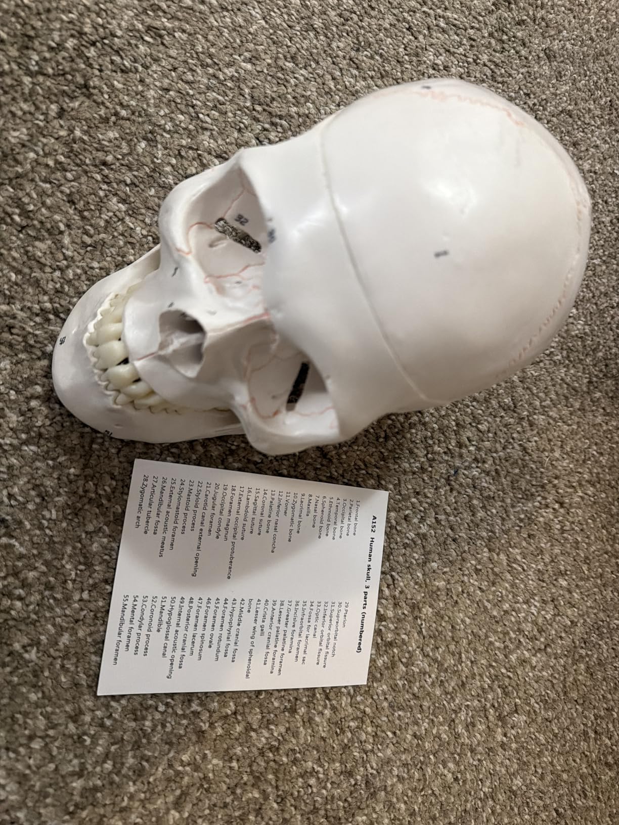 EVOTECH SCIENTIFIC Classic Numbered Human Skull Model, Life Size 9