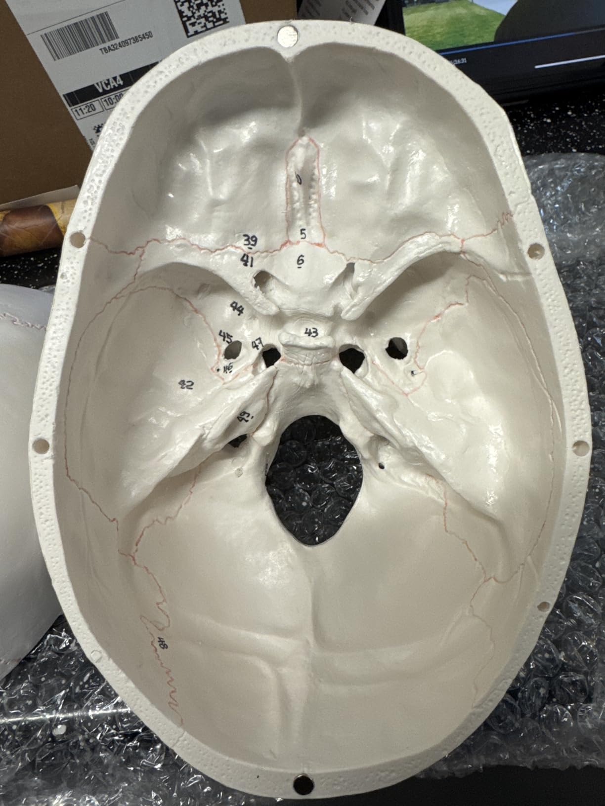 EVOTECH SCIENTIFIC Classic Numbered Human Skull Model, Life Size 9