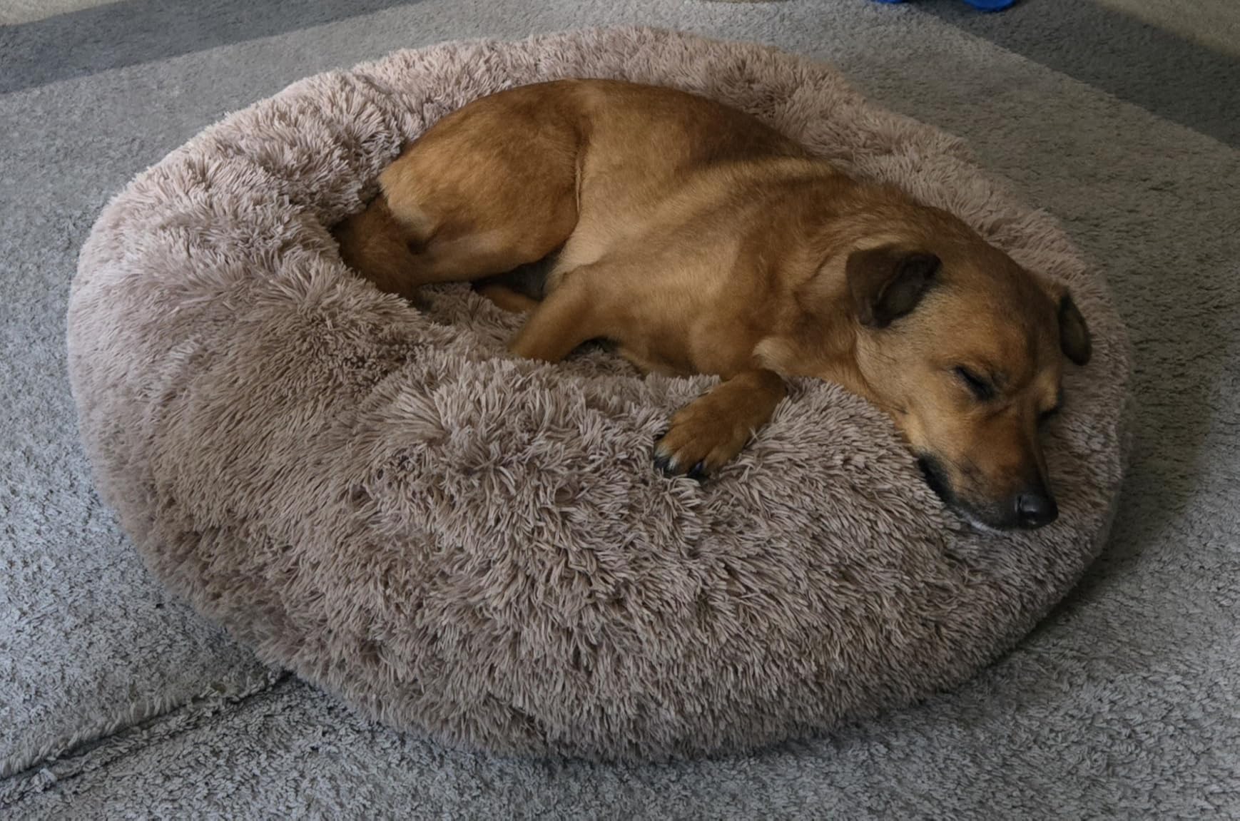 Bedsure Calming Dog Beds Large Sized Dog - Donut Washable Large Pet Bed, 36 inches Anti-Slip Round Fluffy Plush Faux Fur Dogs Bed, Fits up to 80 lbs Pets, Camel customer photo 1