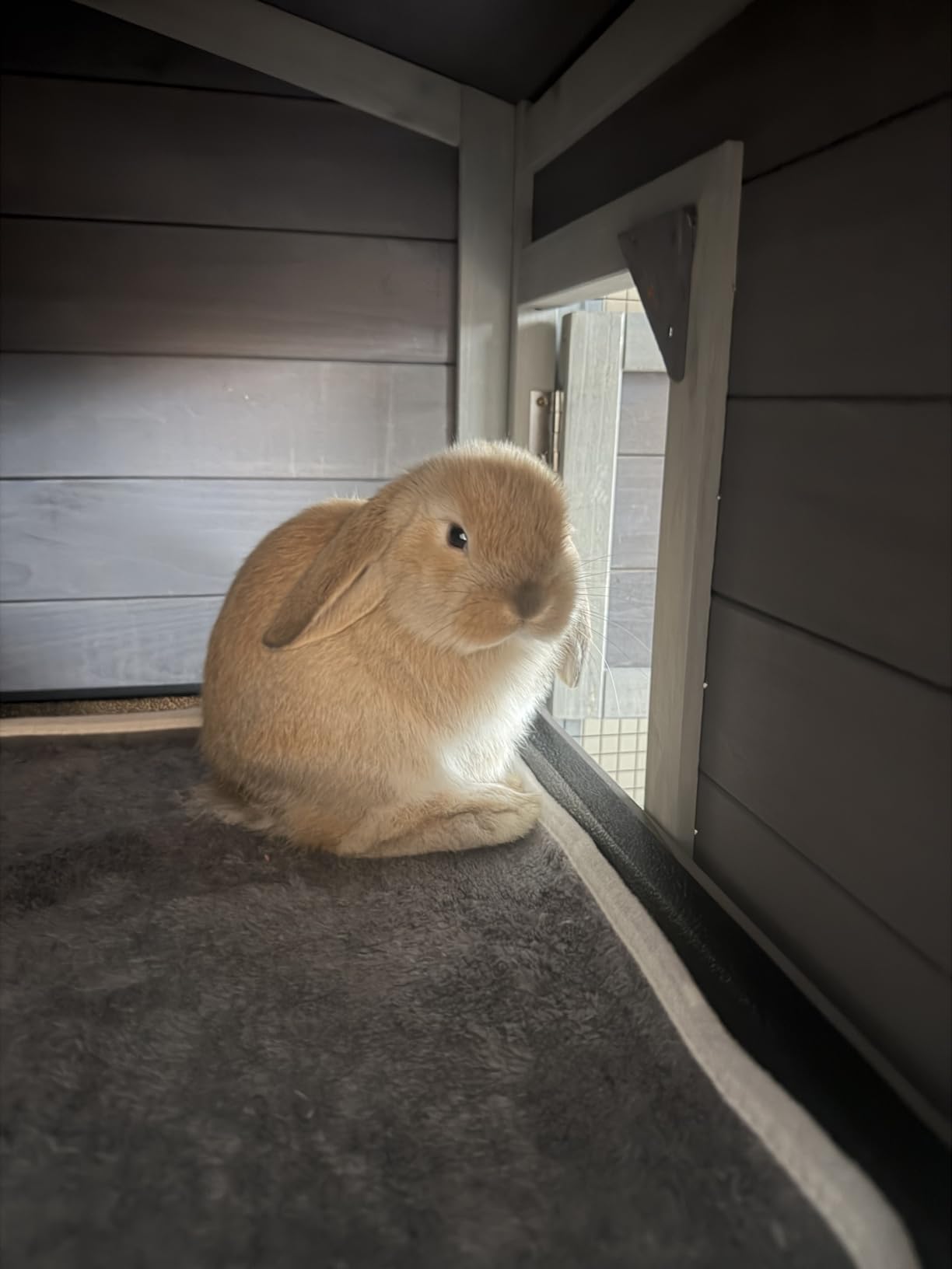 Bunny Cage Indoor and Outdoor Rabbit Hutch with Casters Waterproof Roof, Pull Out Tray from Back and Front customer photo 2