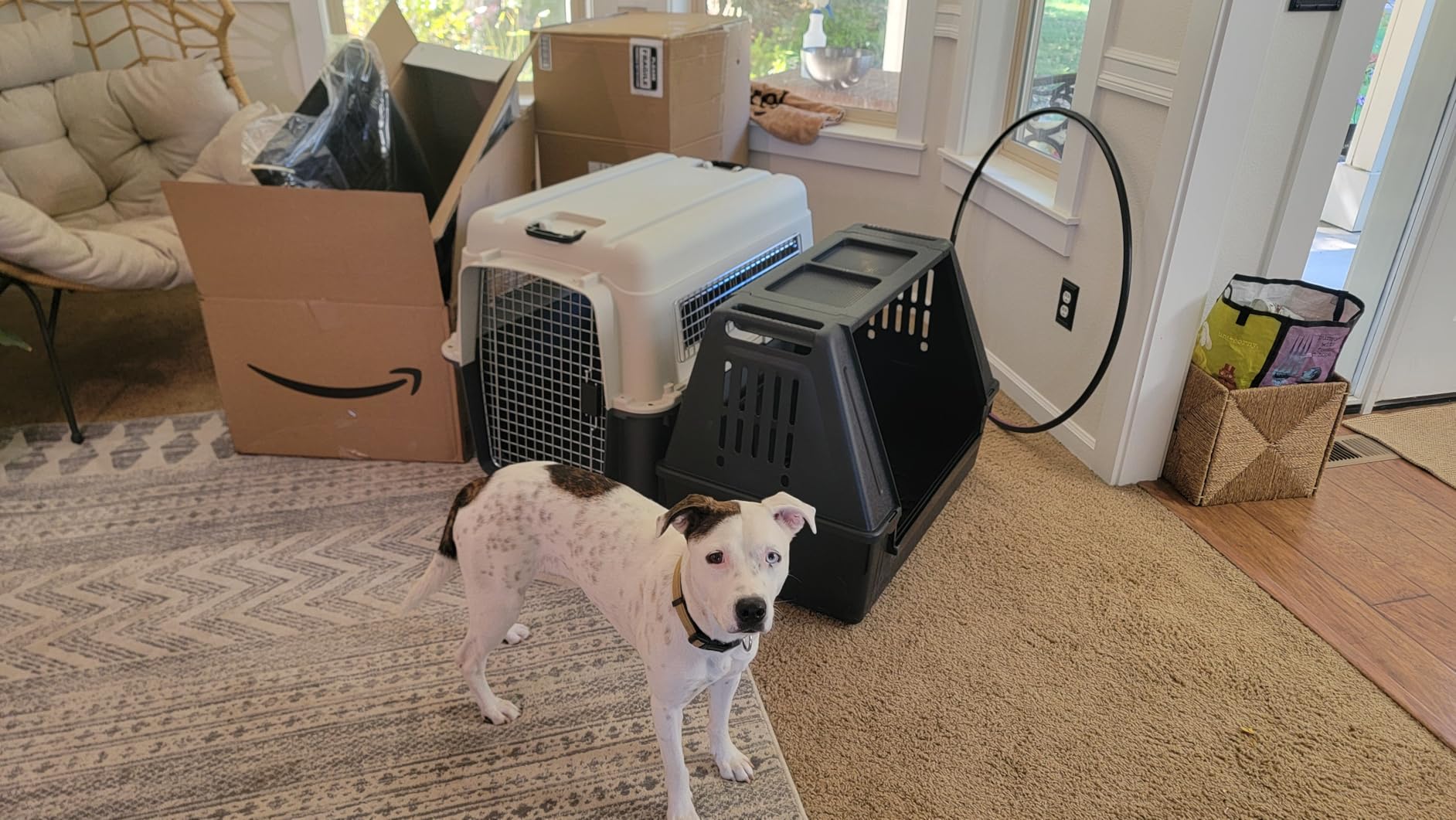 Ferplast Atlas Vehicle SUV Dog Crate - 39L x 23W x 26H, Black customer photo 1
