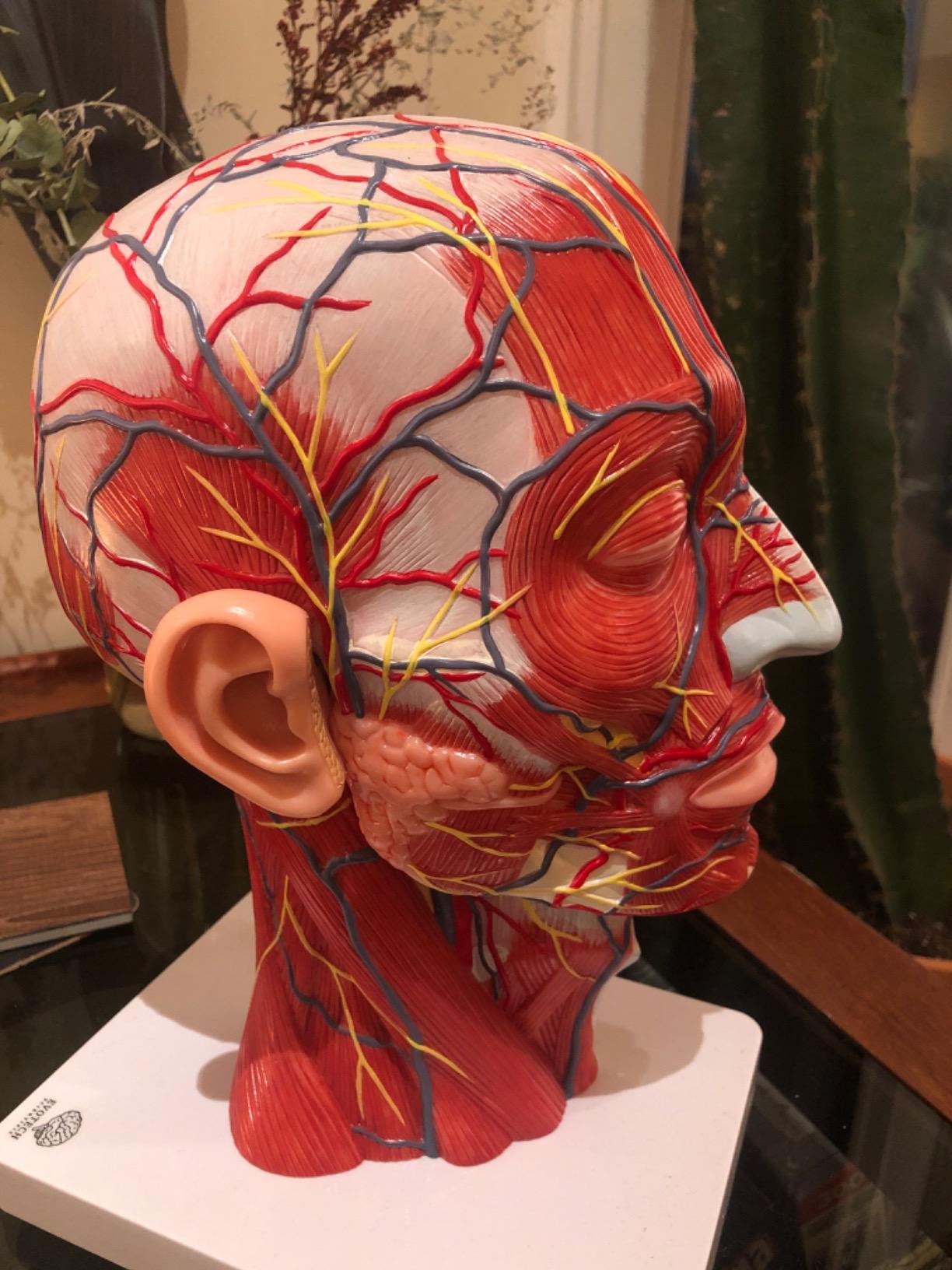 EVOTECH SCIENTIFIC Human Half Head Superficial Neurovascular Musculature Model with Removable Brain, Shows Cranial Cavity Nerve Life Size Anatomical Head Model for Medical Teaching Learning Education customer photo 1