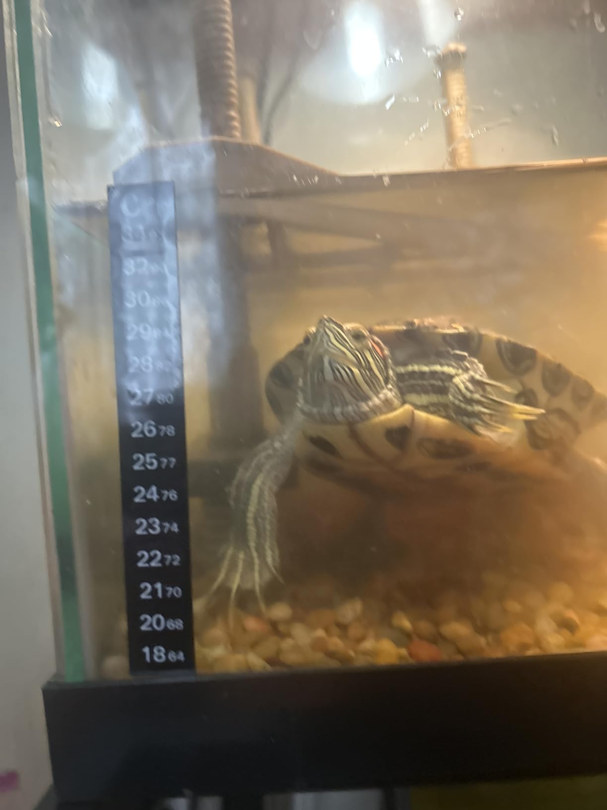 Tetra Water Cleaner Gravel Siphon for Aquariums, Easily Clean Freshwater Aquariums customer photo 2