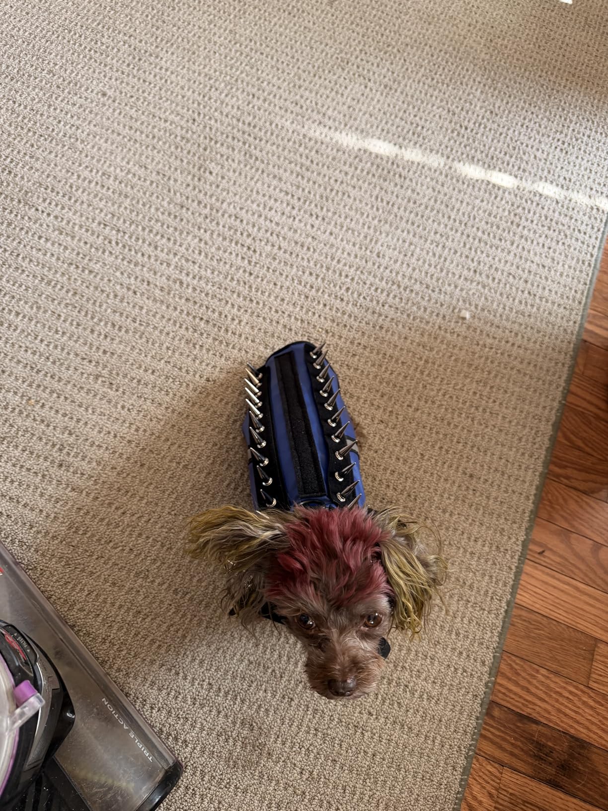 CoyoteVest SpikeVest Dog Harness Vest for Small Dogs, Reflective Dog Vest with Spikes to Shield Your pet from Coyotes, Raptor and Animal Attacks, Anti Hawk Vest, Made in USA (L-Royal Blue) customer photo 2