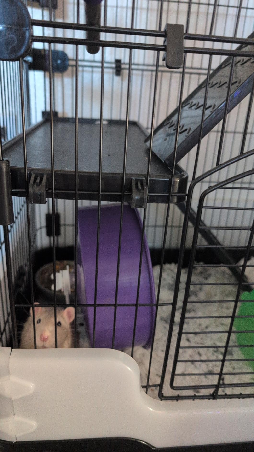 Homey Pet 3 Levels Chinchilla Ferret Pet Crate Small Animals Cages for Rat, Hamster, Guinea Pig, Squirrel, Include Caster Tray and Urine Guard (Black) customer photo 1