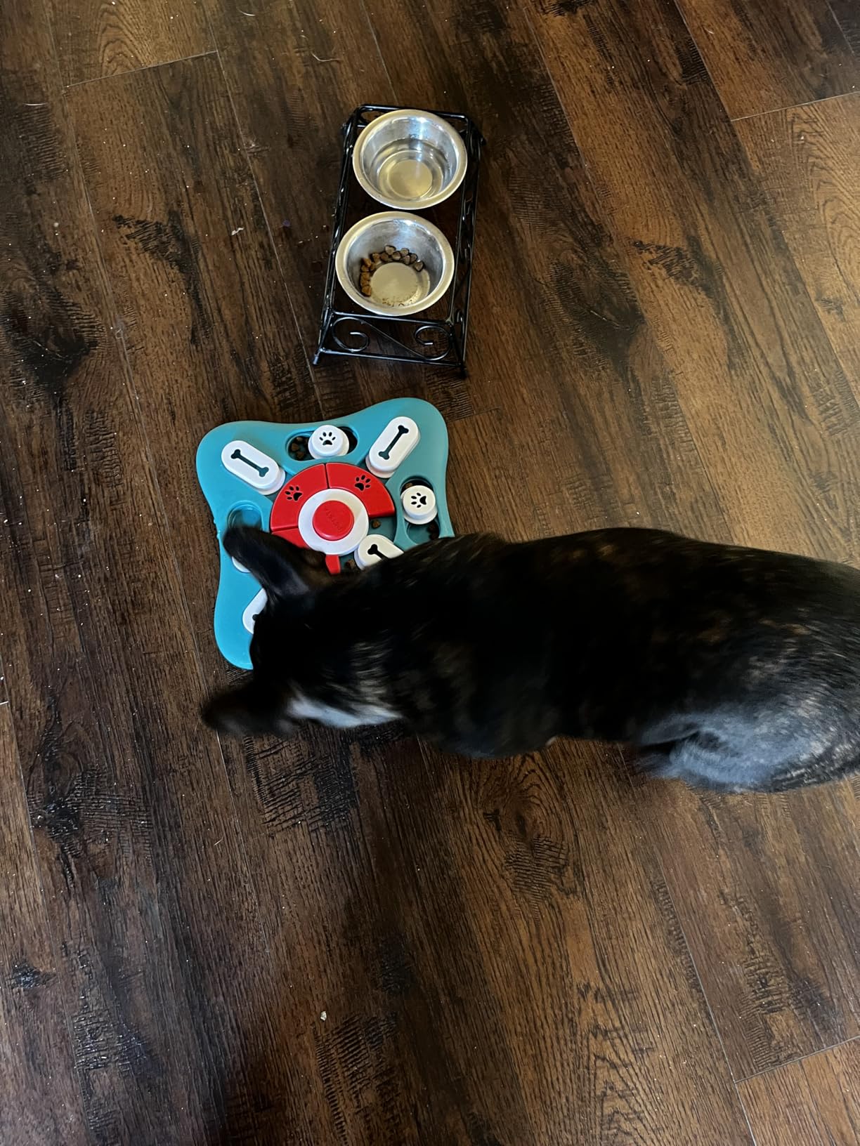 PETSTA Dog Puzzle Toys, Treat Dispensing Dog Enrichment Toys for IQ Training and Brain Stimulation, Interactive Mentally Stimulating Toys as Gifts for Puppies, Cats, Dogs customer photo 1