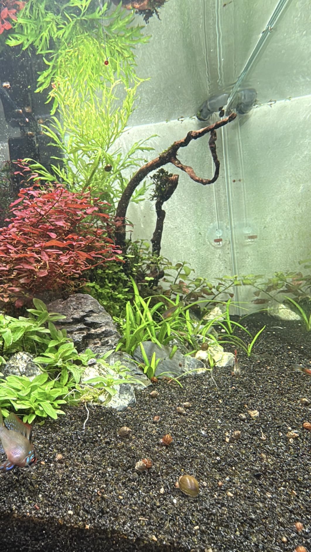 hygger 40W Smart Aquarium Light, Bluetooth LED Light with App Control, Full Spectrum Fish Tank Light with 24/7 Lighting Cycle, 5 Modes, Adjustable Timer, for 30