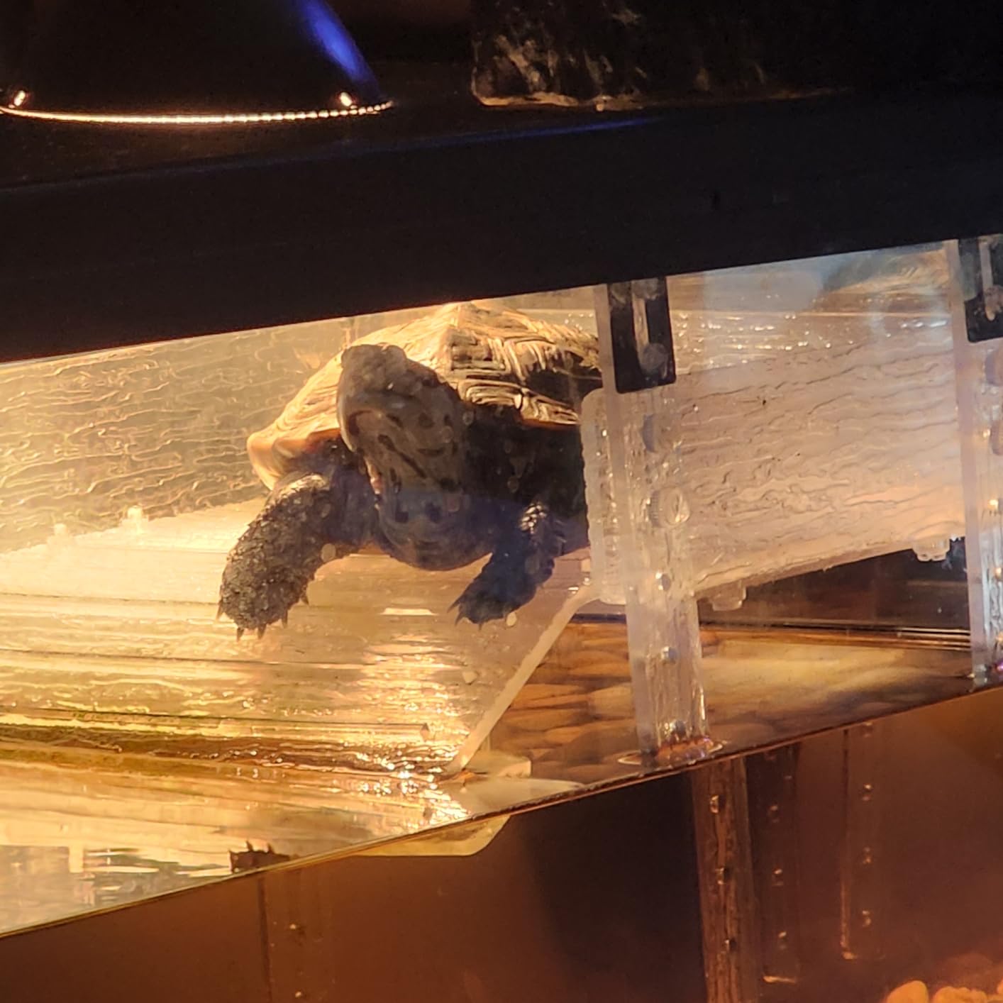 Hanging Turtle Basking Platform for Aquatic Turtles 40 Breeder 75 Gallon, Aquatic Reptile Ramp Dock, Turtle Terrace, Turtles Tank Accessories customer photo 1