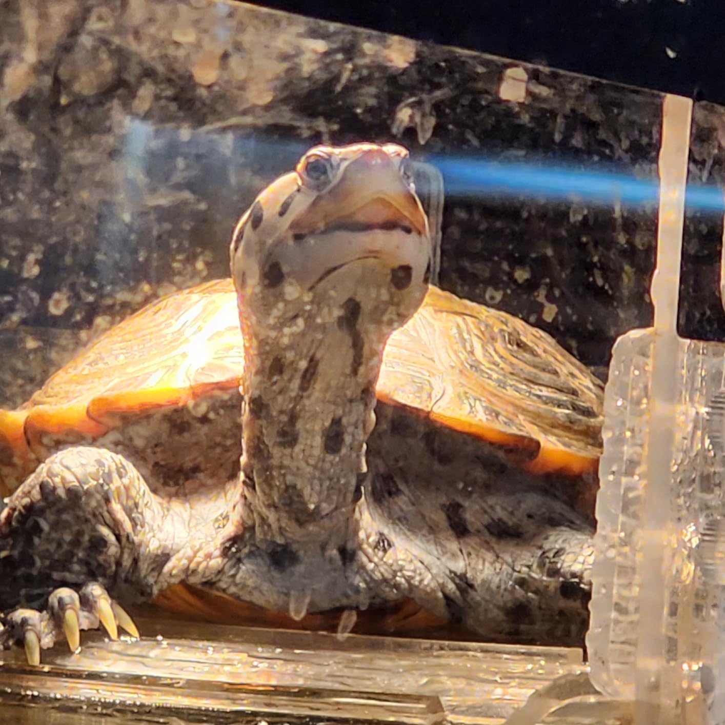 Hanging Turtle Basking Platform for Aquatic Turtles 40 Breeder 75 Gallon, Aquatic Reptile Ramp Dock, Turtle Terrace, Turtles Tank Accessories customer photo 2