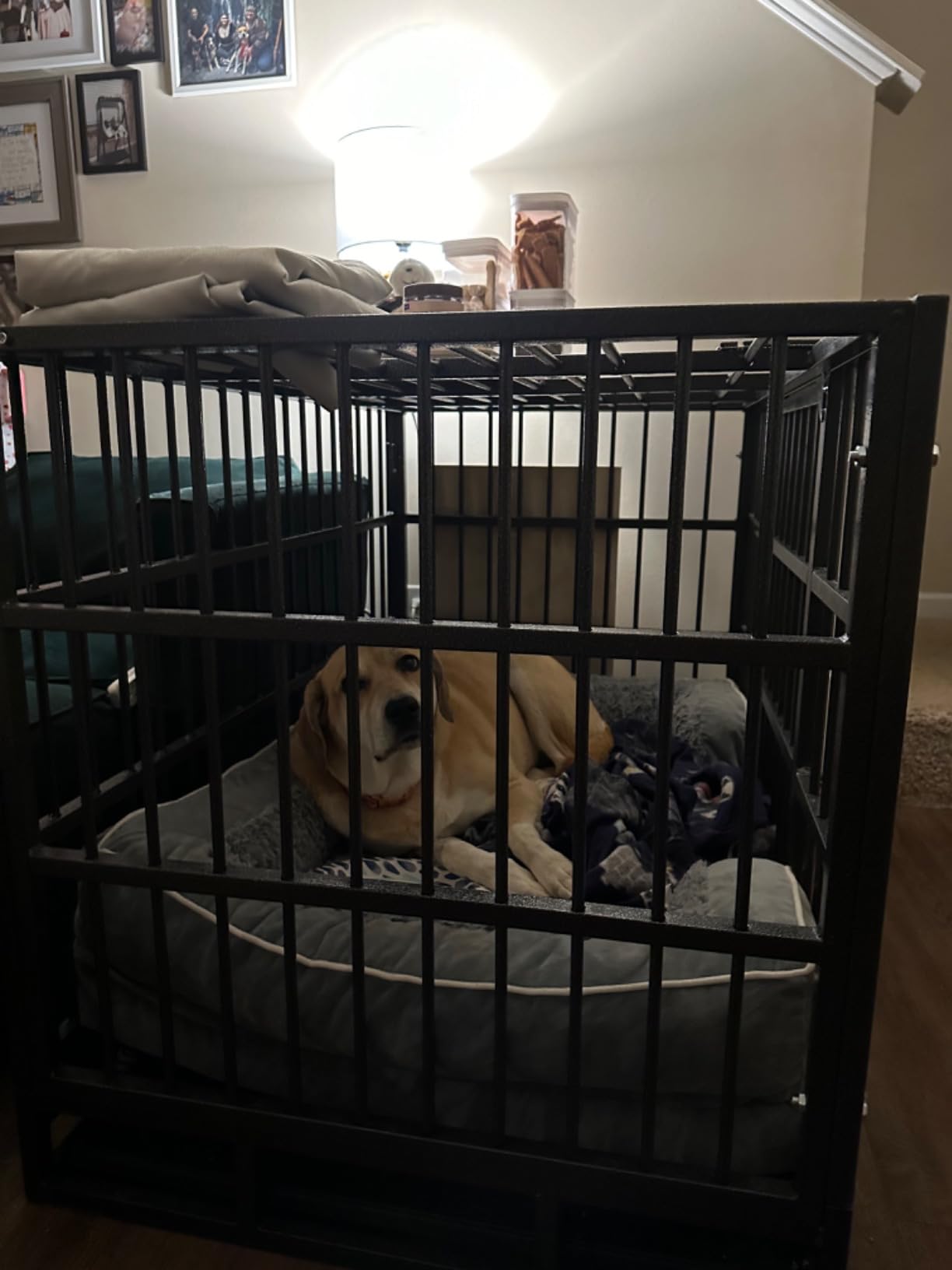 48 Inch Heavy Duty Dog Crate, Indestructible Escape-Proof Dog Kennel for High Anxiety Large Dogs, Strong Metal Pet Cage with Double Doors, Lockable Wheels & Removable Tray, XL XXL XXXL customer photo 1