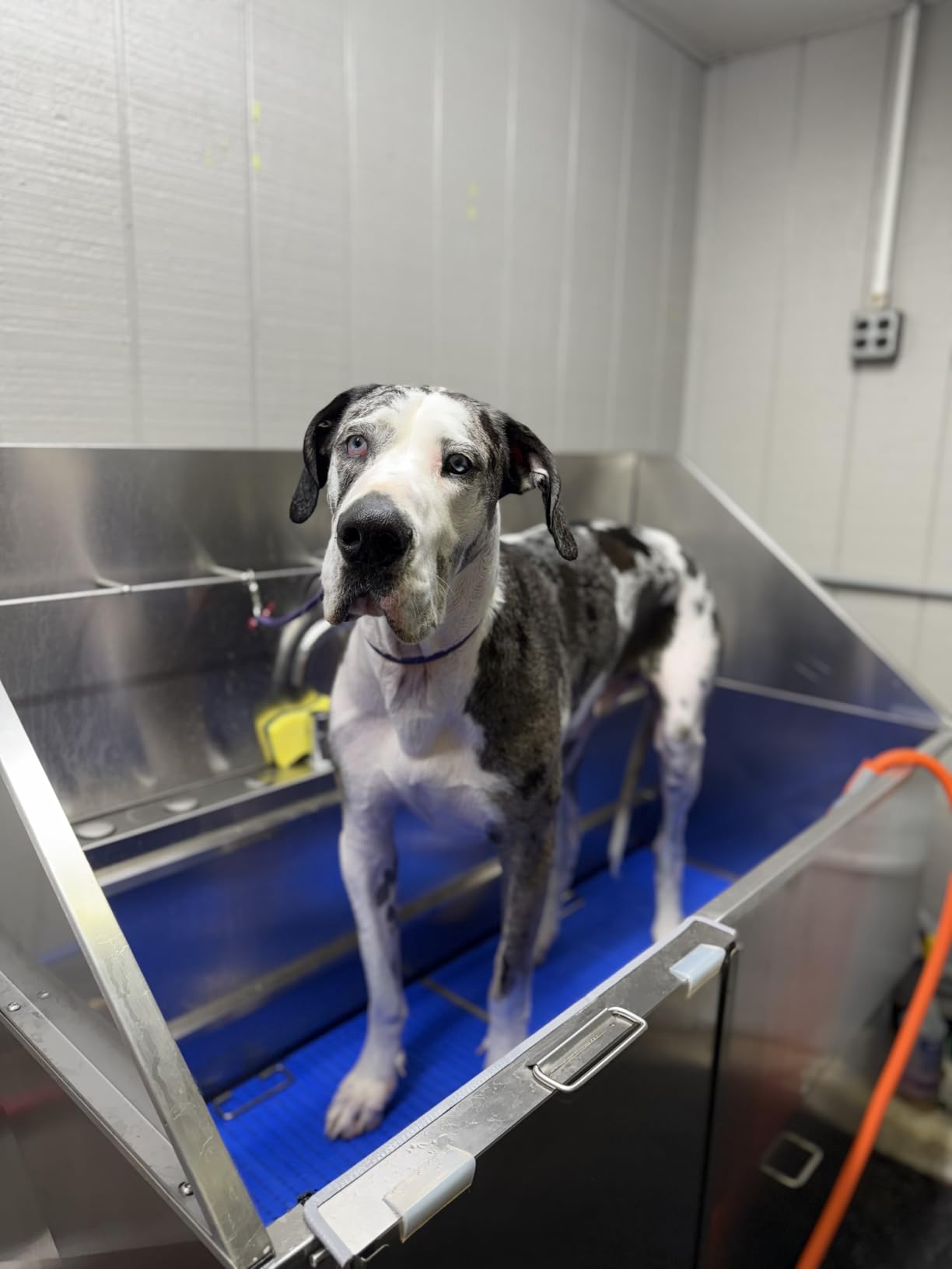 KANIS Professional Dog Washing Station 304 Stainless Steel Pet Wash Sink & Grooming Bathtub w/Shower, Floor Grates and Storage for Large, Medium & Small Pets (Silver, 50 Inches, Left Ramp, 1 Drawer) customer photo 1