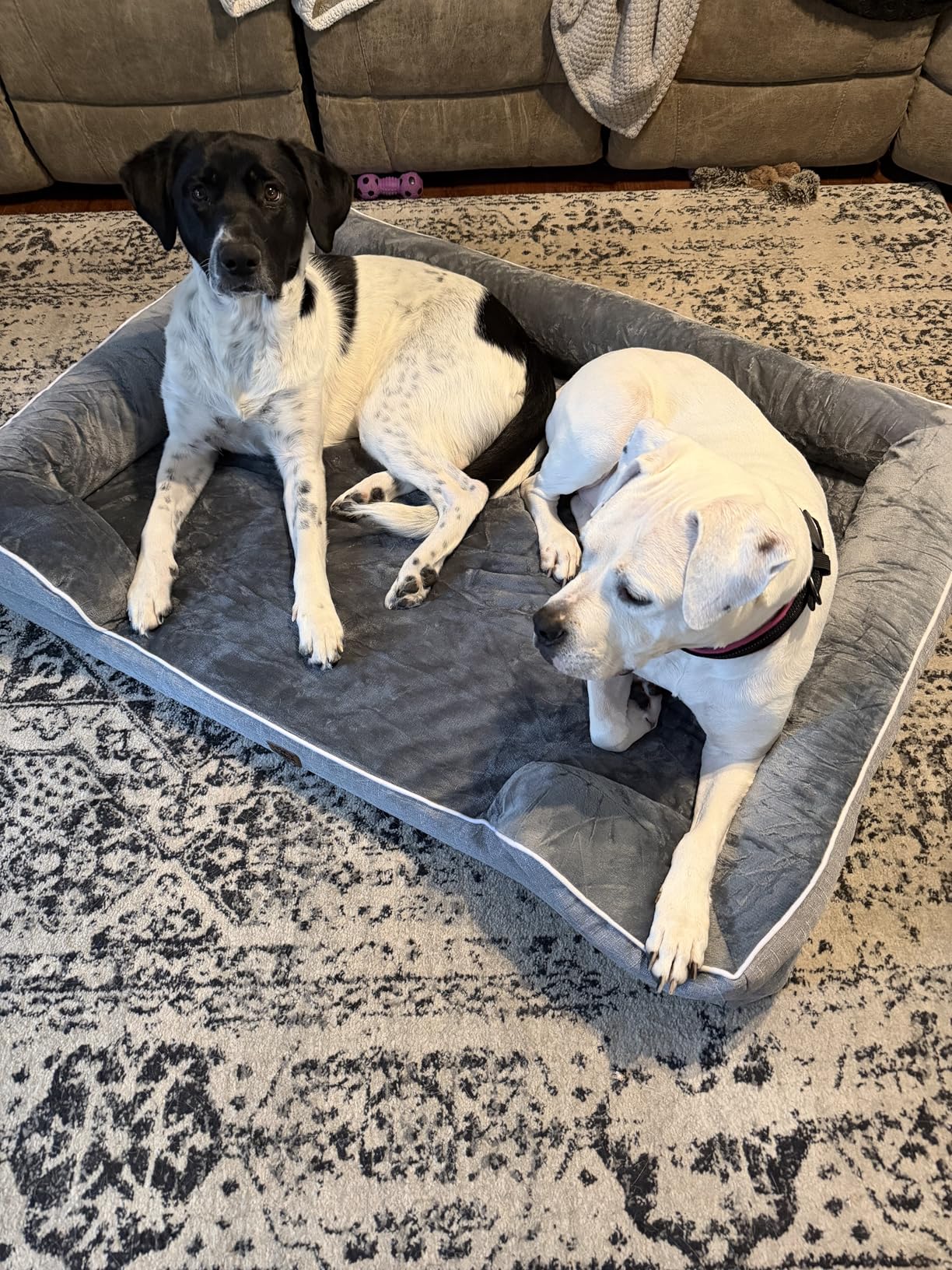 EHEYCIGA Orthopedic Dog Beds for Extra Large Dogs 44x32 Inch, Waterproof Memory Foam XL Pet Bed with Sides, Non-Slip and Egg-Crate Foam Big Dog Couch Bed with Washable Removable Cover, Grey customer photo 1