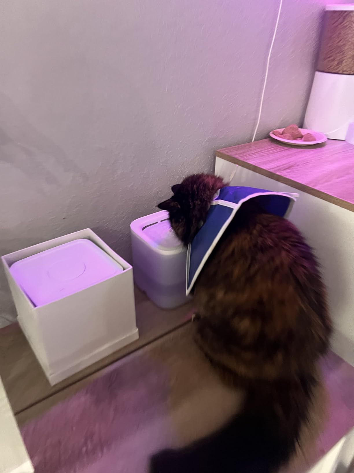 PETKIT New Cat Water Fountain with Wireless Pump, Ultra Quiet 65oz/1.85L Pet Water Fountain for Cats and Dogs Inside, Detachable Design Easy to Clean and Assemble, Filters Included customer photo 2