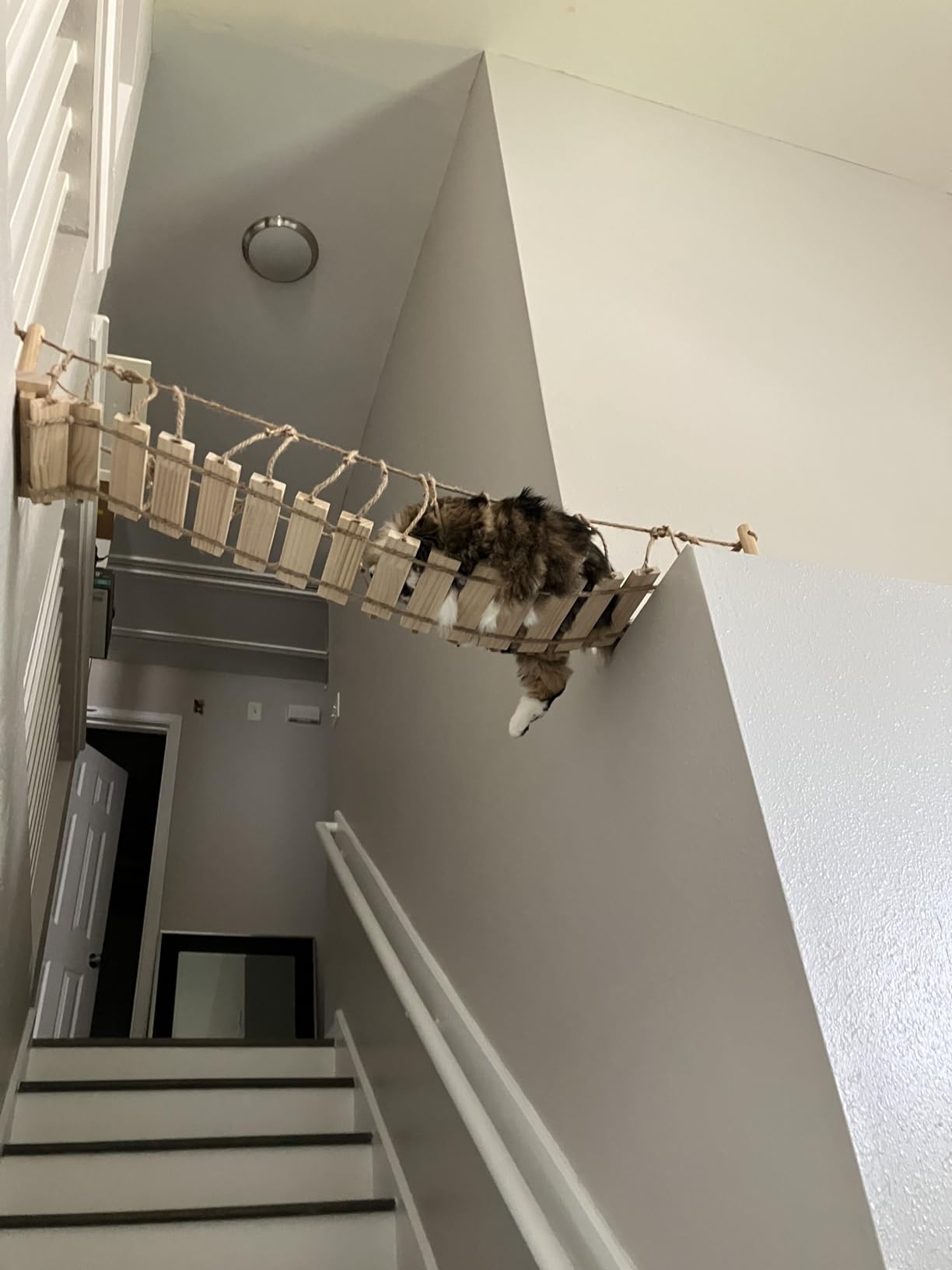 Calmbee Cat Wall Shelves - 70