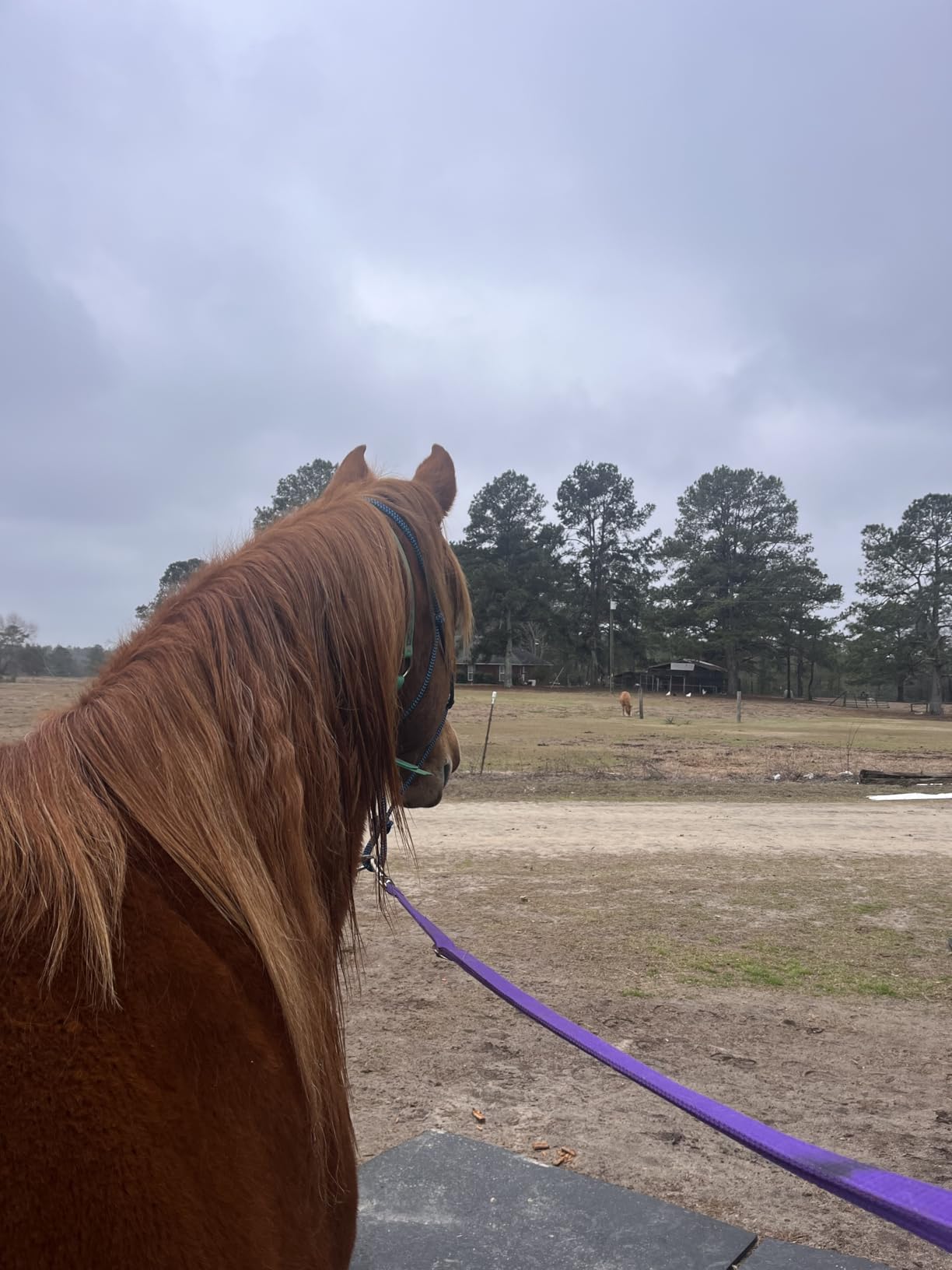 Black with Pink Trims 72 Inch HILASON 1200D Winter Waterproof Poly Horse Turnout Blanket Belly Wrap customer photo 1