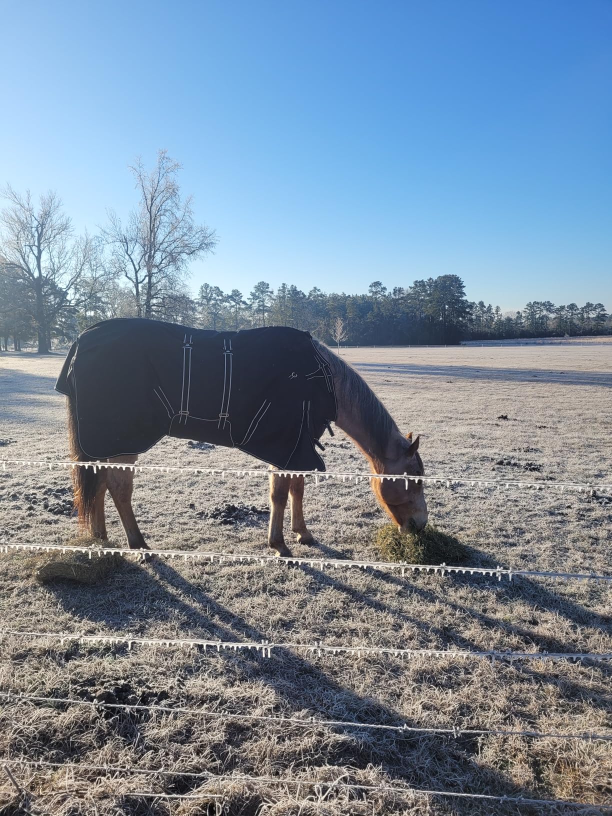 Black with Pink Trims 72 Inch HILASON 1200D Winter Waterproof Poly Horse Turnout Blanket Belly Wrap customer photo 2