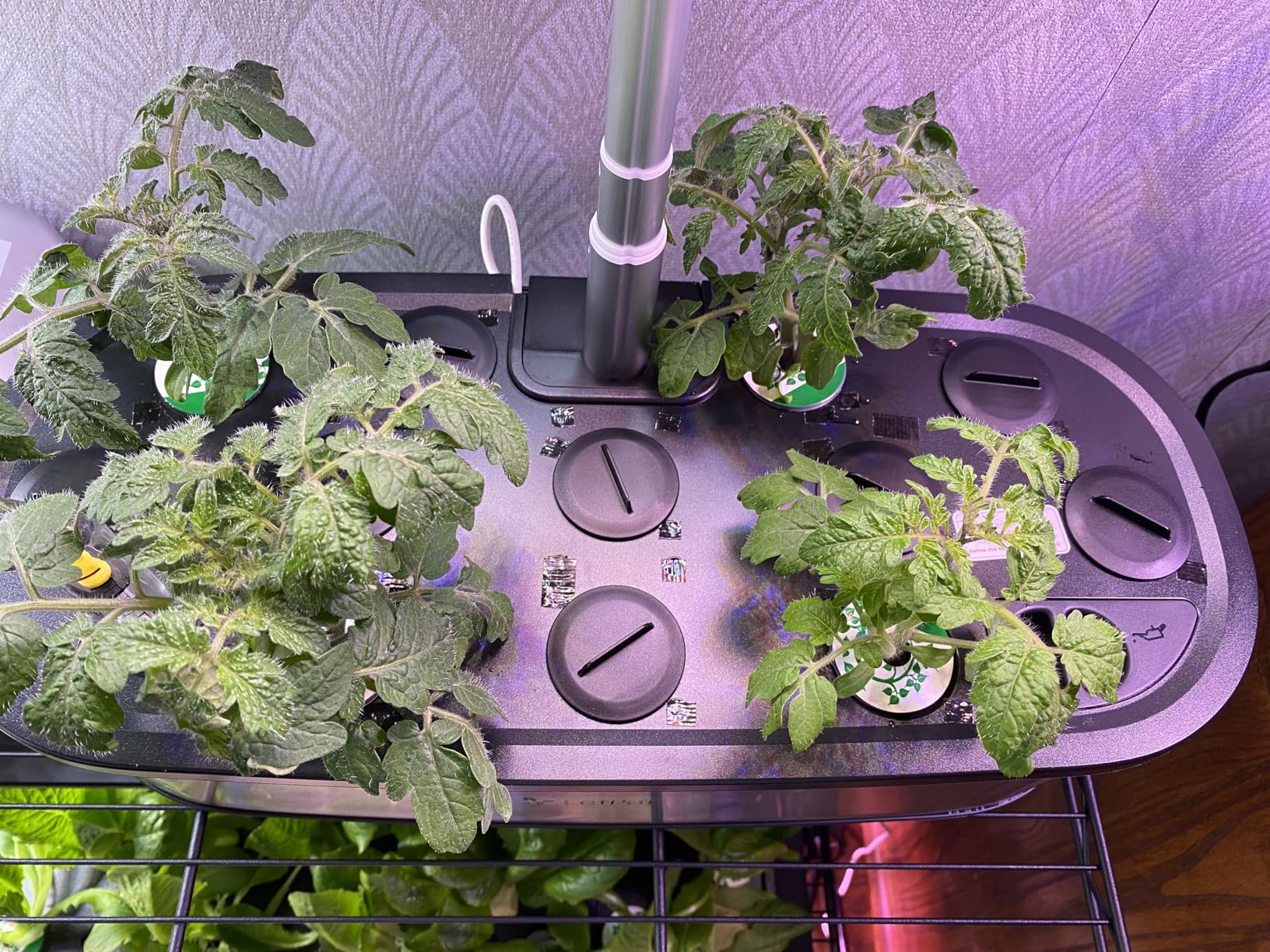 LetPot LPH-SE Hydroponics Growing System, 12 Pods Smart Herb Garden Kit Indoor with APP & WiFi Control customer photo 2