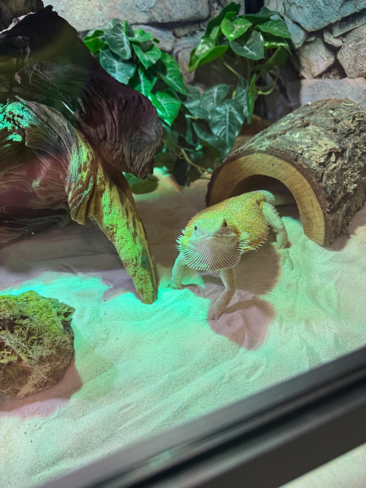 Reptile Habitats 4x2x2 (120 Gallon) Bearded Dragon Enclosure V3 PVC Panels, Glass Doors, Lightweight, Easy to Assemble, Heavy Duty Screen, Aluminum Frame customer photo 2