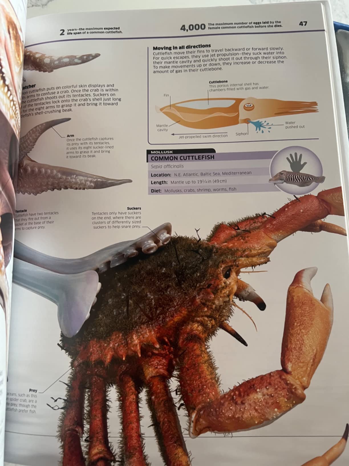 Abacus Brands Virtual Reality Oceans! Gift Box - Illustrated Interactive VR Book and STEM Learning Activity Set - for Ages 8 and Up customer photo 1