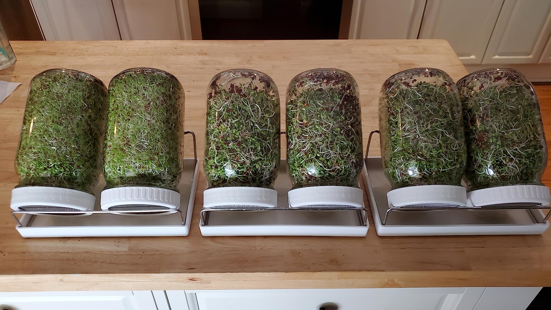 Complete Sprouting Jar Kit| 2 Wide Mouth Mason Jars, 316 Screen Sprout Lids, Blackout Sleeves, Tray, Stand| Sprouter Set for Growing Broccoli, Alfalfa and More customer photo 1