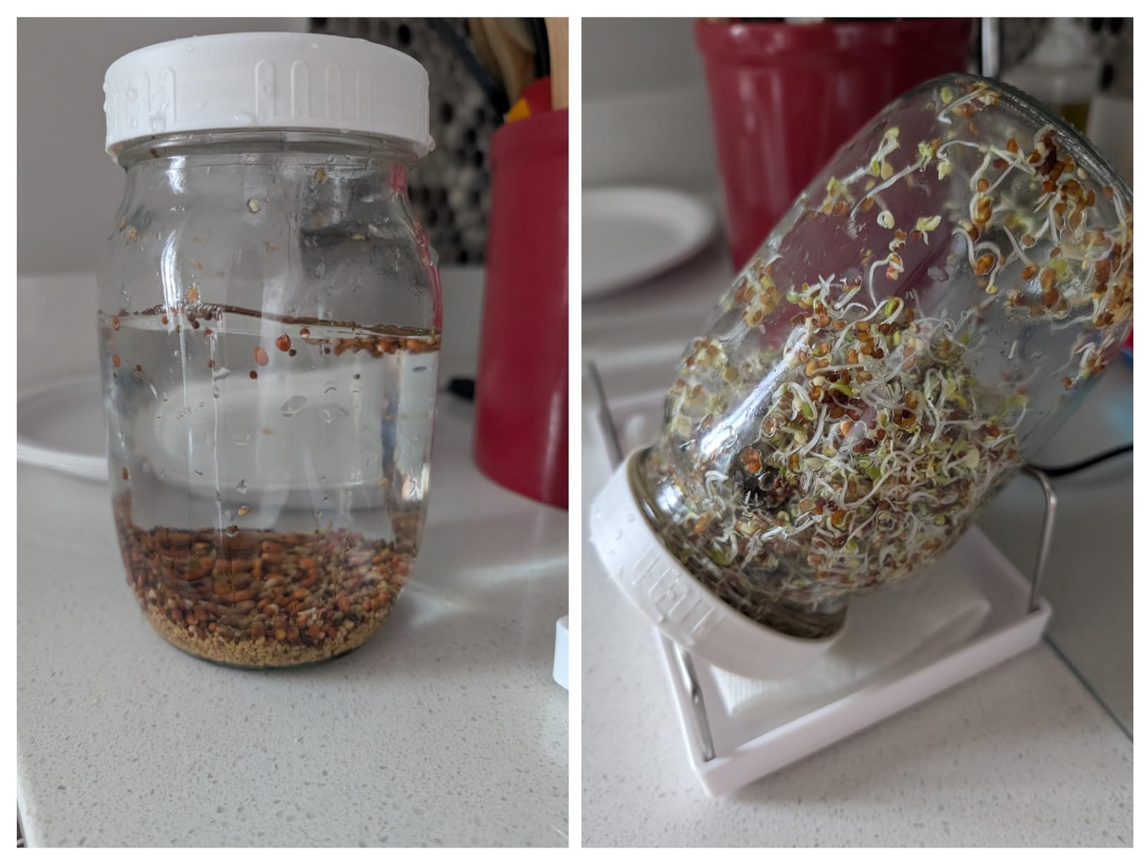 Complete Sprouting Jar Kit| 2 Wide Mouth Mason Jars, 316 Screen Sprout Lids, Blackout Sleeves, Tray, Stand| Sprouter Set for Growing Broccoli, Alfalfa and More customer photo 2