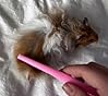 Rabbit and Small Pet Grooming Kit - Slicker Brush, Massage Glove, Nail Clipper, Flea Comb, Double-Sided Brush for Rabbits, Guinea Pigs, Hamsters (Pink) customer photo 1
