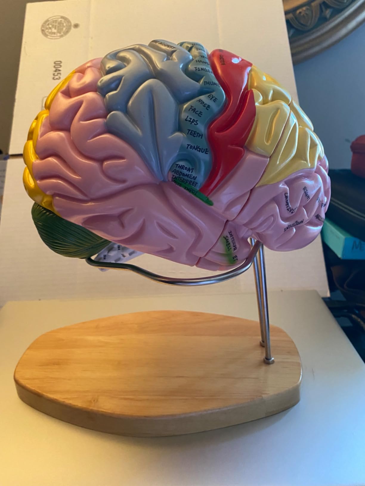 2025 New Human Brain Model for Neuroscience Teaching with Labels 1.5 Times Life Size Anatomy Model for Learning Science Classroom Study Display Medical Model,9 Colors to Identify Brain Functions customer photo 1