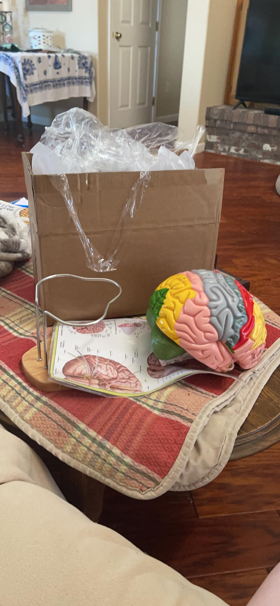 2025 New Human Brain Model for Neuroscience Teaching with Labels 1.5 Times Life Size Anatomy Model for Learning Science Classroom Study Display Medical Model,9 Colors to Identify Brain Functions customer photo 2
