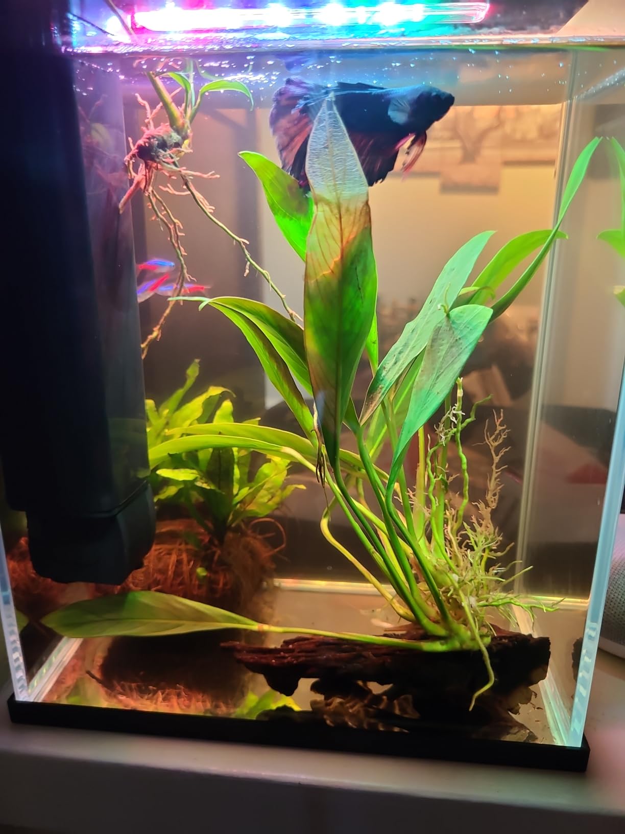 Betta Fish Tank, 2 Gallon Glass Aquarium Starter Kit, Small Fish Tank with Filter and Light (Black) customer photo 2
