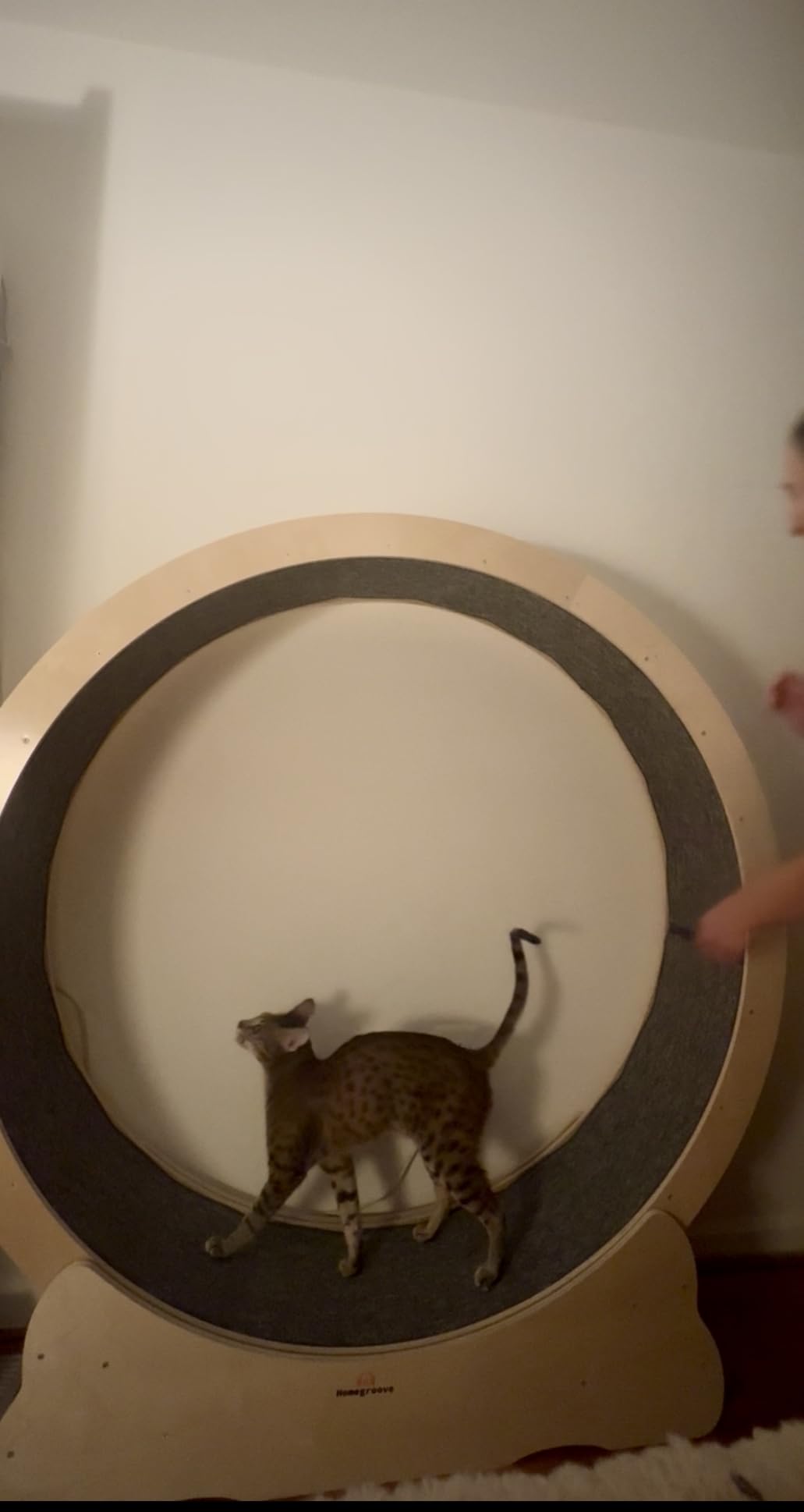 Homegroove Cat Wheels for Indoor Cats, 46 inch Large Cat Exercise Running Treadmill Wheel with Carpeted Runway for Kitty's Longer Life, Black(XL) customer photo 1
