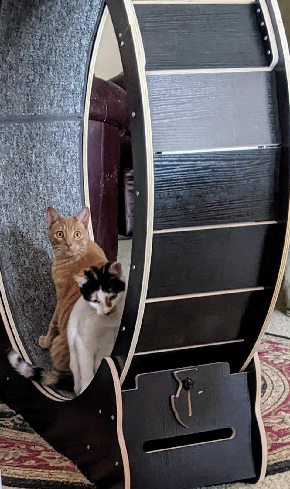 Homegroove Cat Wheels for Indoor Cats, 46 inch Large Cat Exercise Running Treadmill Wheel with Carpeted Runway for Kitty's Longer Life, Black(XL) customer photo 2