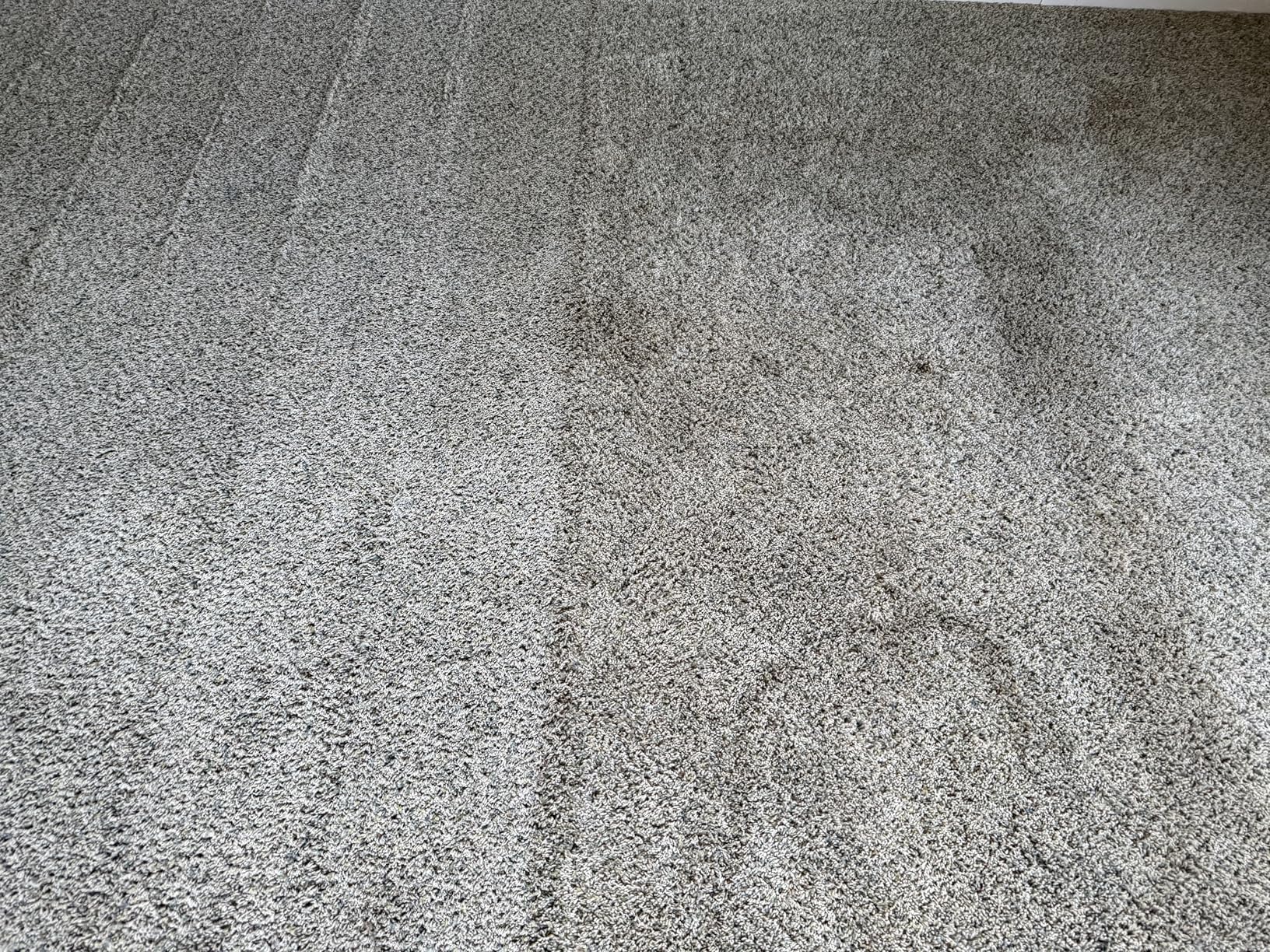Shark CarpetXpert with StainStriker Upright Carpet, Area Rug & Upholstery Cleaner with Pet Mess Extractor Tool, Perfect for Pets, Carpet Shampooer, 3 Cleaning Tools, Cleaning Solutions, White, EX201 customer photo 1