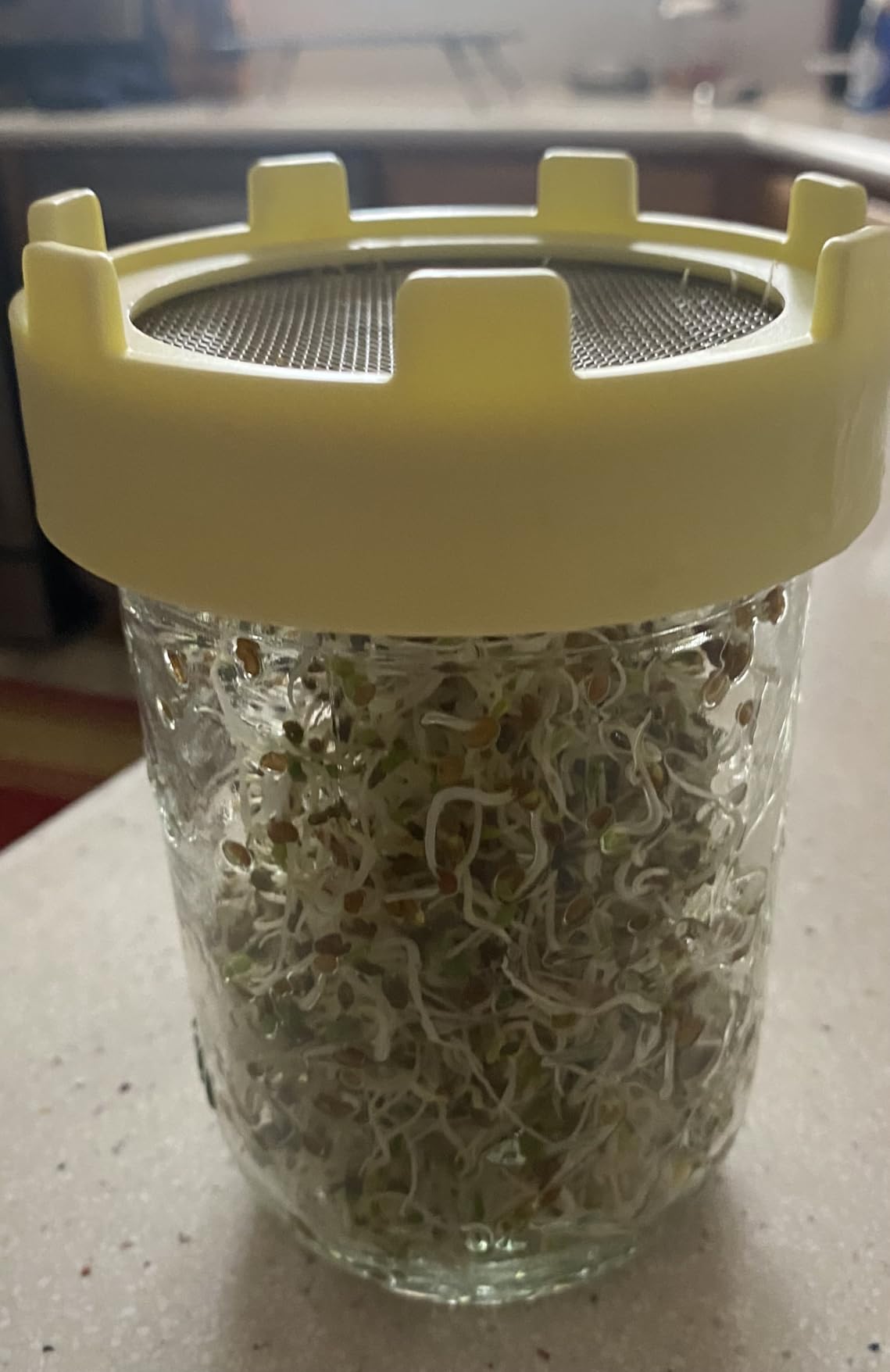 Elementi Sprouts Growing Kit for Wide Mouth Mason Jars, Set of 2 Sprouting Lids for Organic Alfalfa & Mung Bean Sprouts Growing Kit, 316 Stainless Steel Mesh Screen Strainer Lid customer photo 2