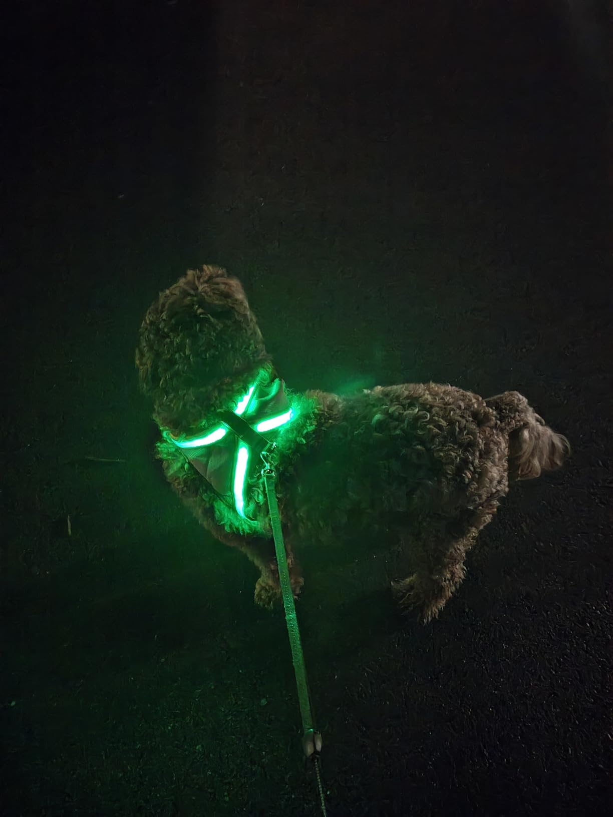 ChalkLit Light Up Dog Harness, No Pull Led Dog Harness Glow-in-The-Dark for Night Walking, USB Rechargeable Lighted Safety Vest for Medium Large Dogs, Adjustable Soft Mesh Fully Illuminated (Green, M) customer photo 1