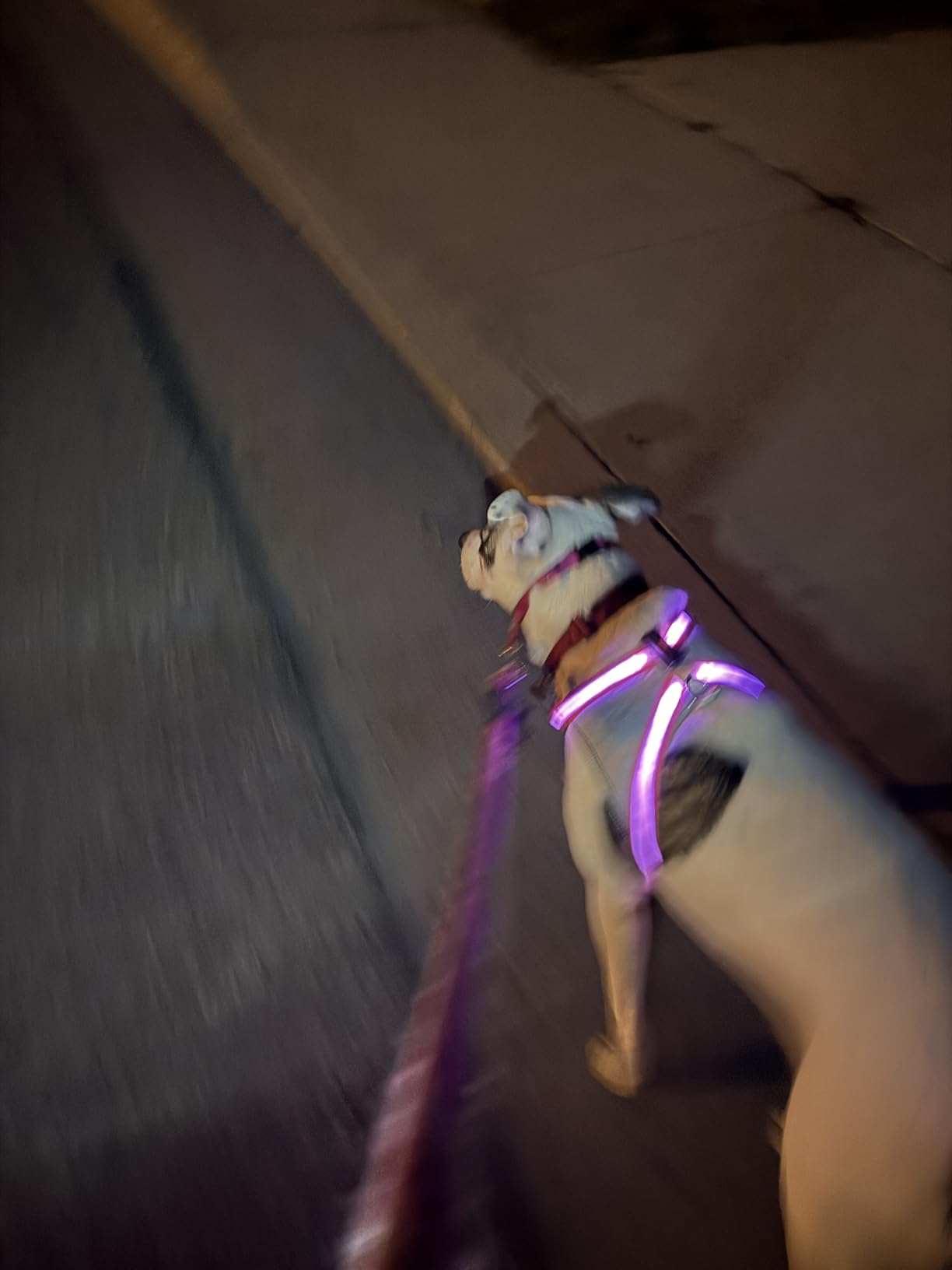 ChalkLit Light Up Dog Harness, No Pull Led Dog Harness Glow-in-The-Dark for Night Walking, USB Rechargeable Lighted Safety Vest for Medium Large Dogs, Adjustable Soft Mesh Fully Illuminated (Green, M) customer photo 2